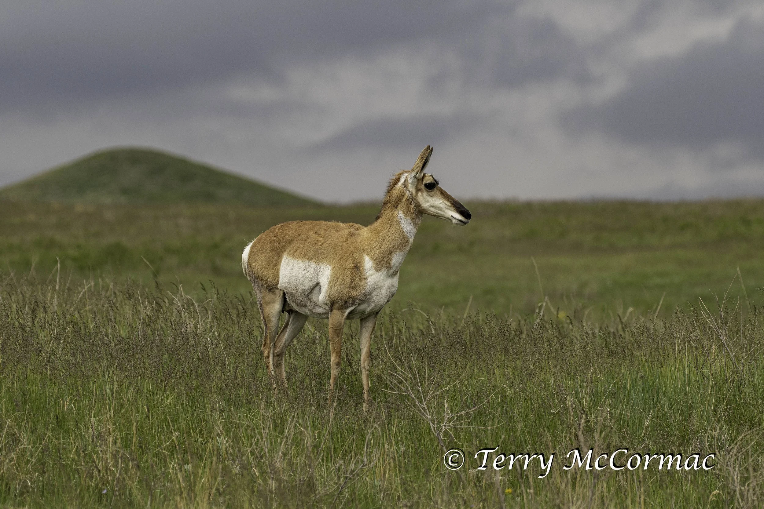 Pronghorn Antelope, Custer State Park, SD