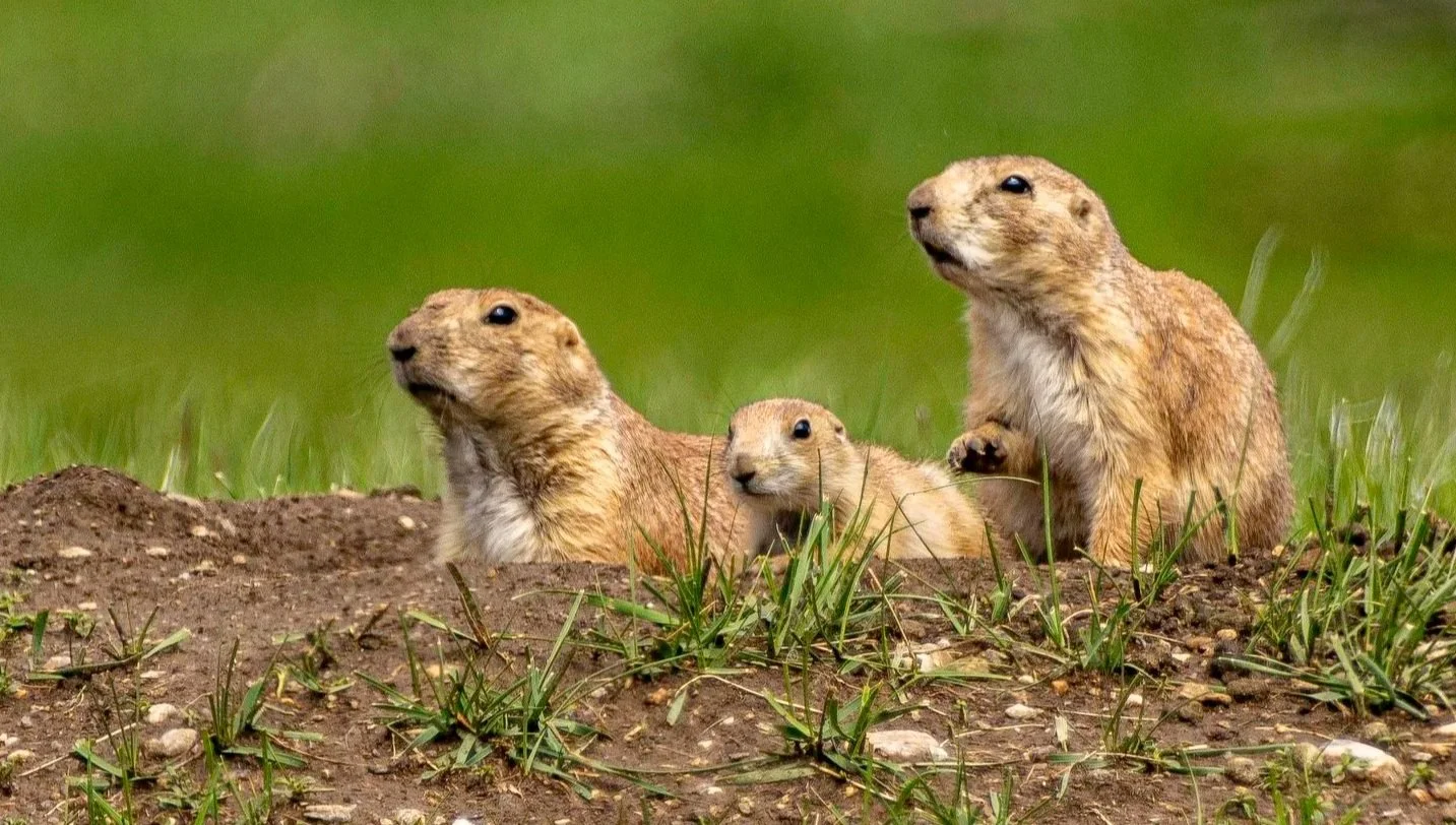 Small Mammals
