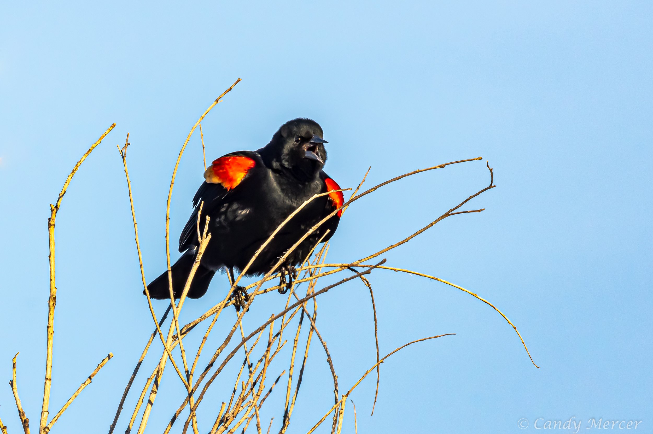 Red Wing Blackbird, Washington State