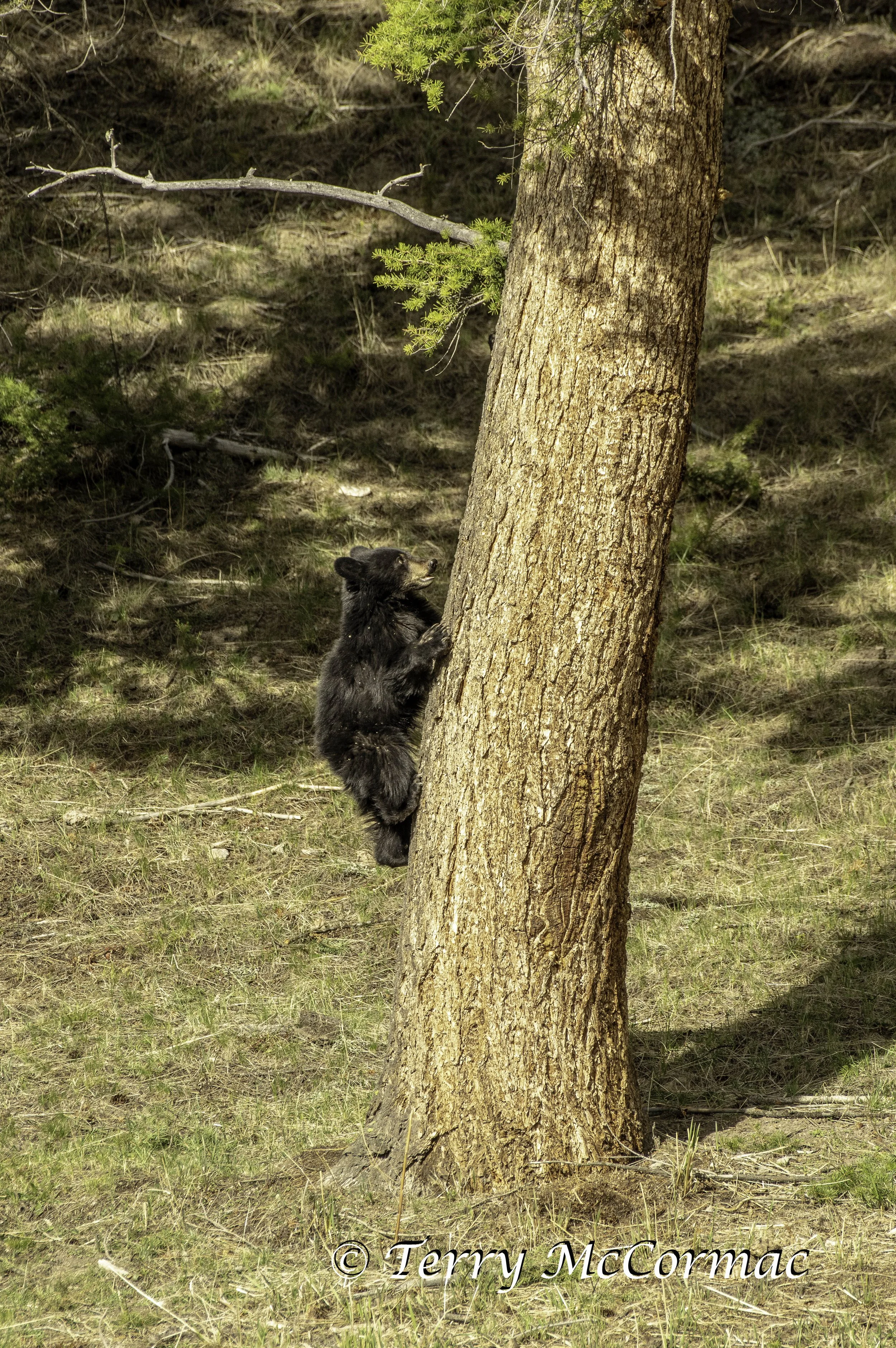 Black Bear one year old cub, Yellowstone National Park, WY