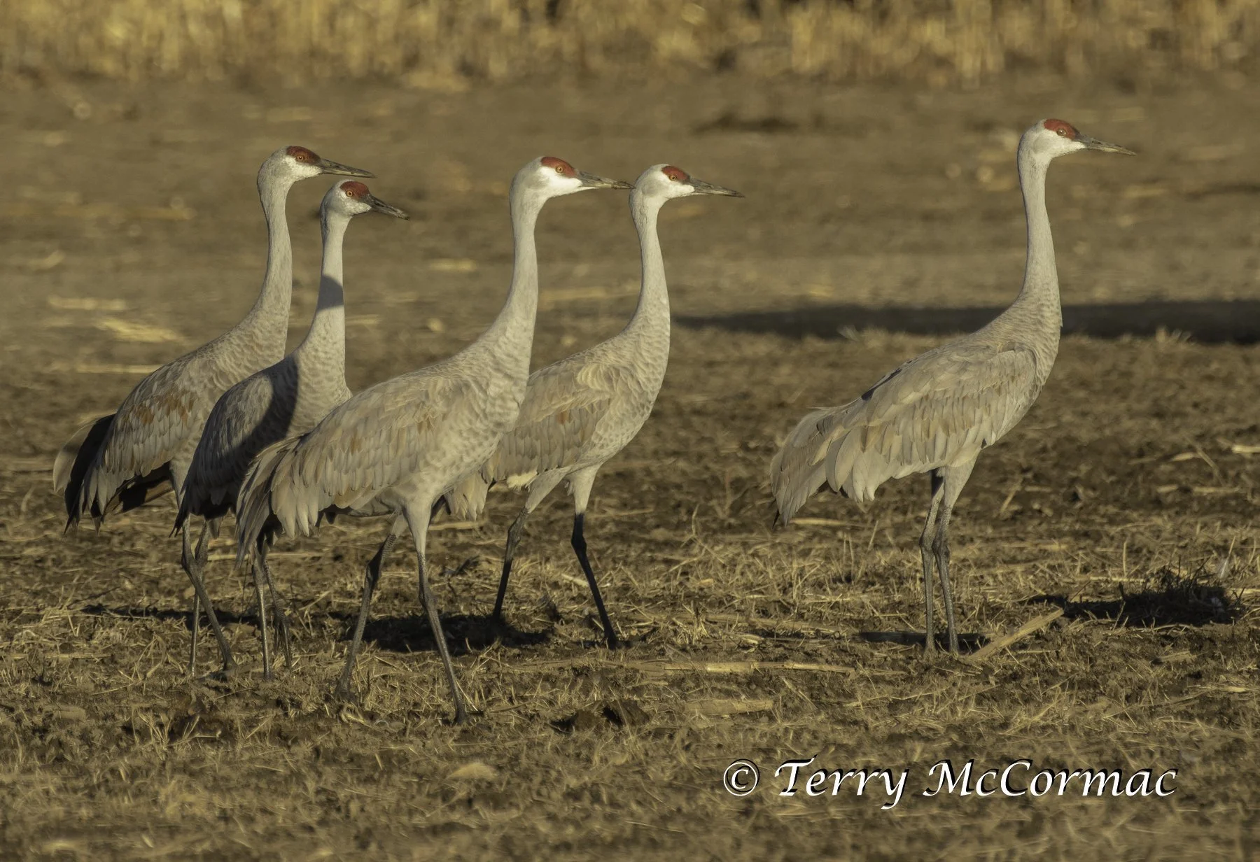 Sandhill Cranes at Barker Ranch, Richland, WA