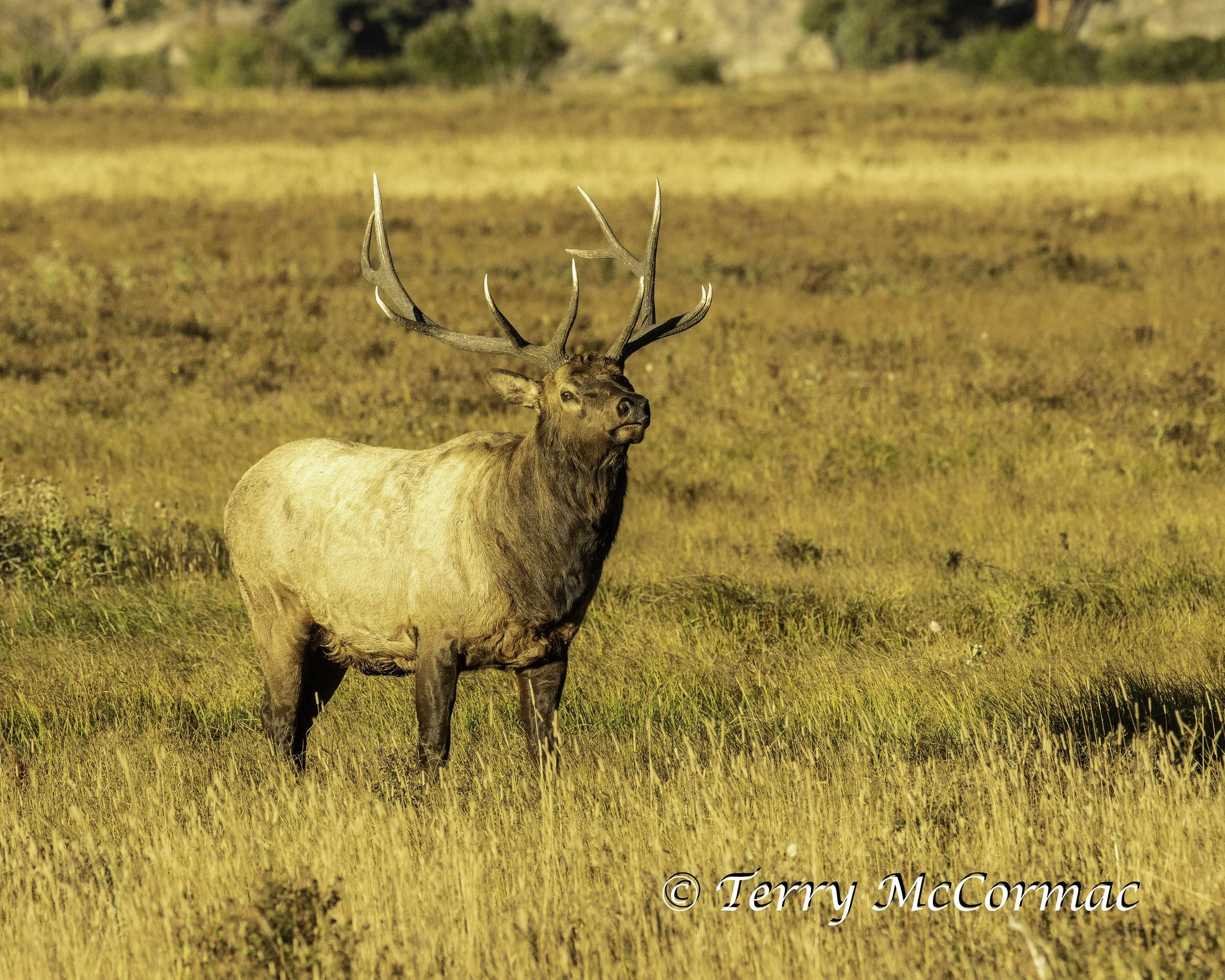 Bull Elk in the rutt Rocky Mountain National Park, CO