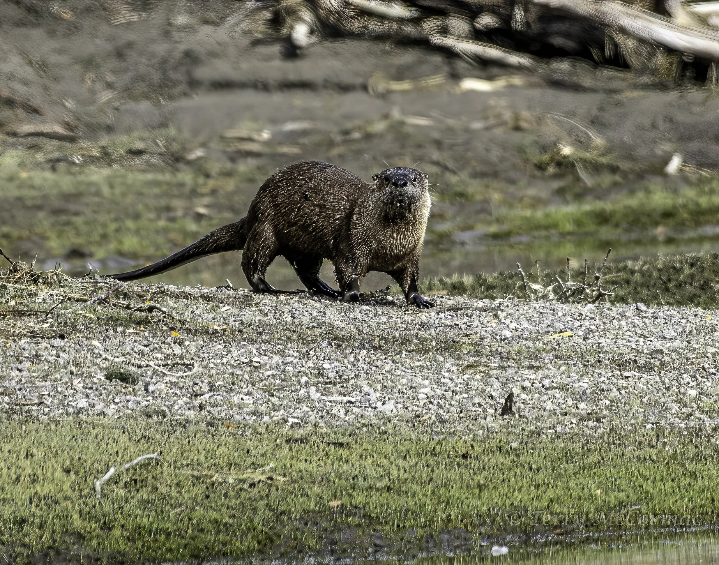 River Otter, Grand Teton National Park