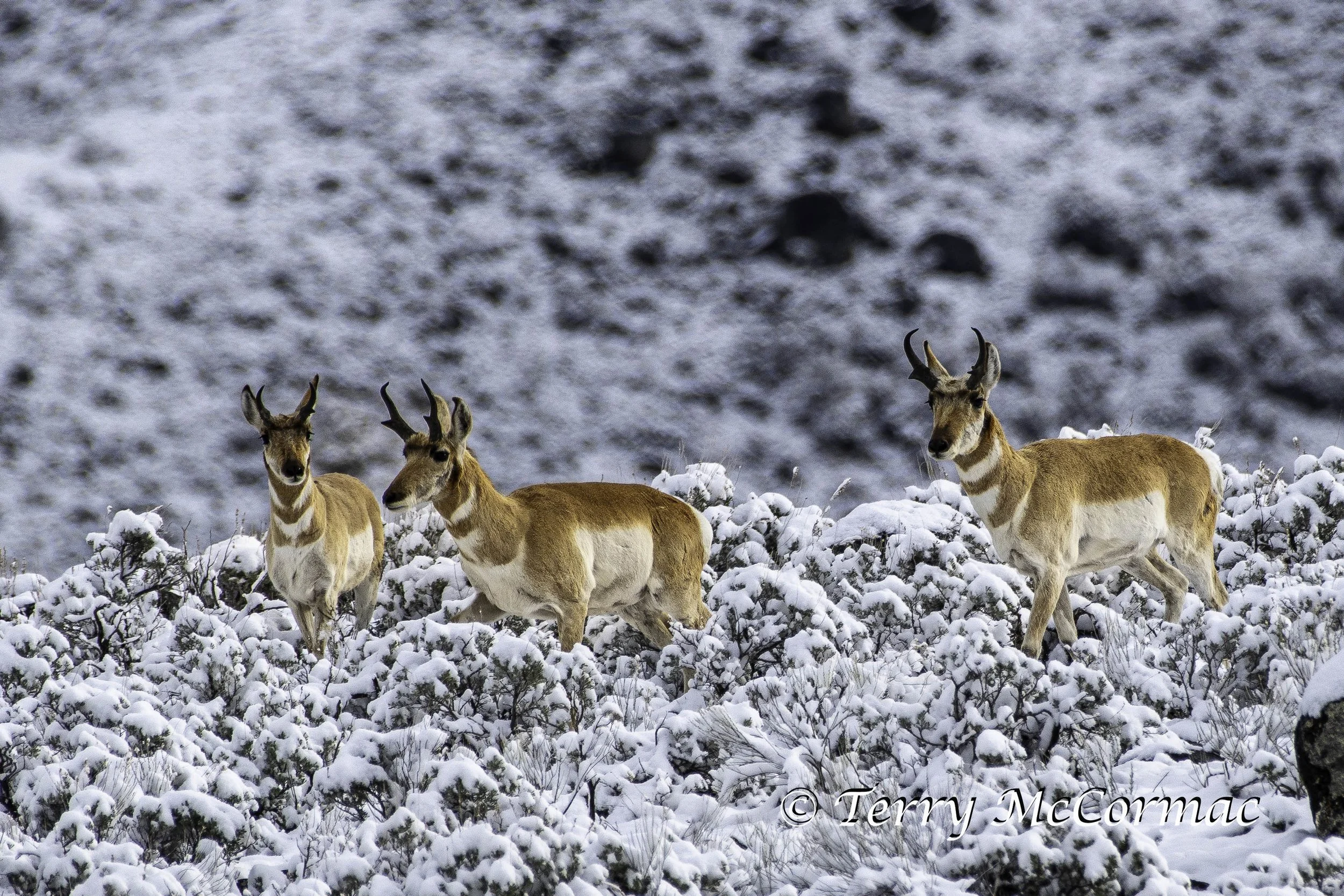 Late Spring Pronghorn Antelope, Yellowstone National Park, WY