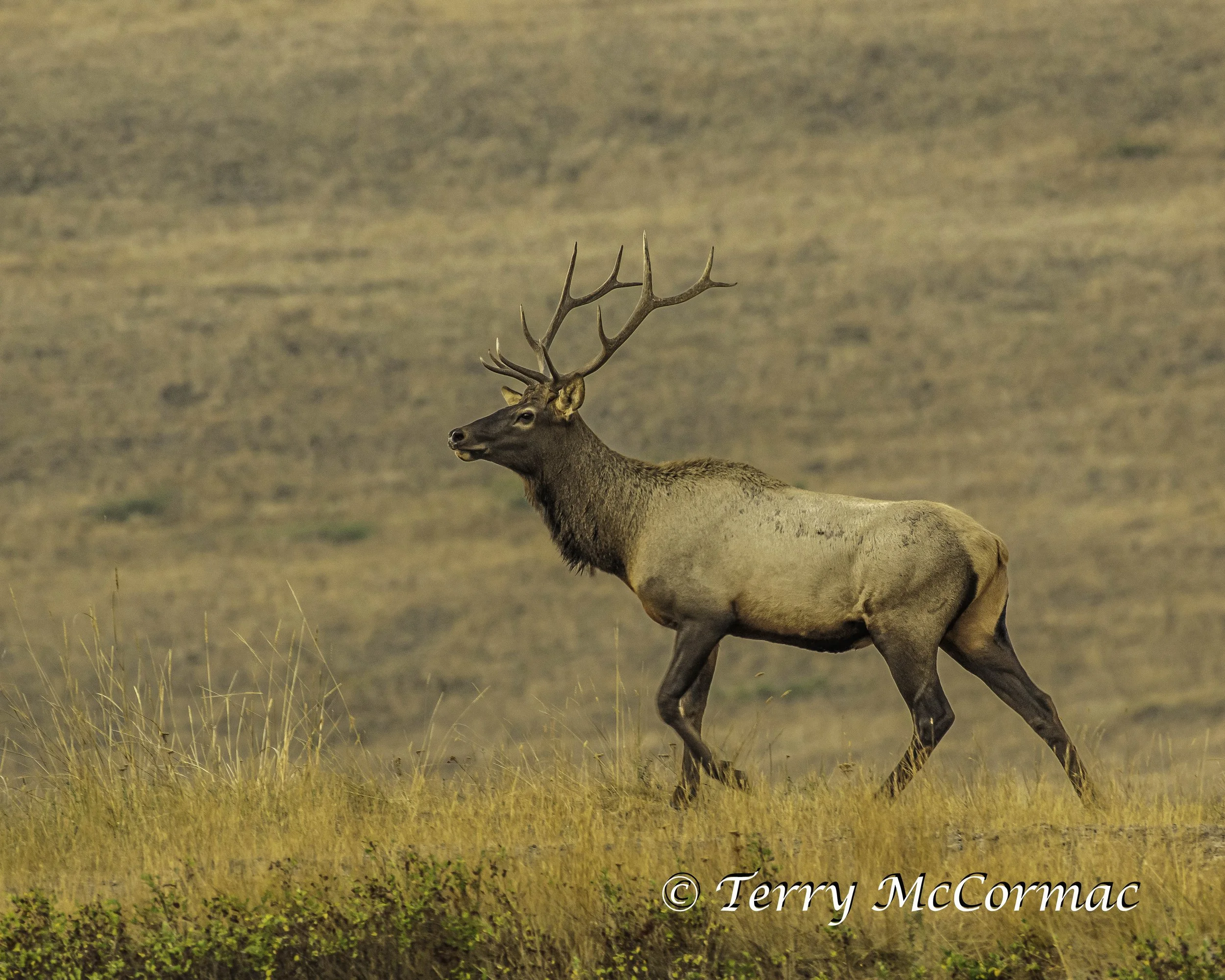 Bull Elk  The Bison Range, Montana