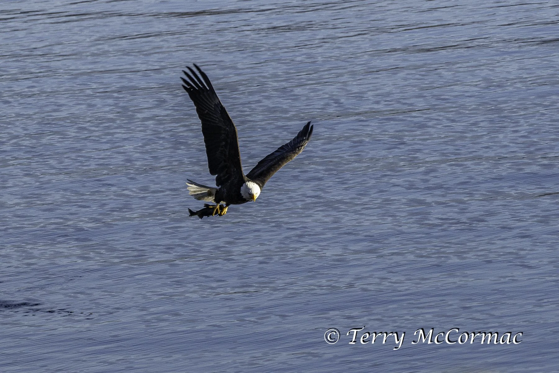 Adult Bald Eagle fishing, Lake Coeur d'Alene, Idaho