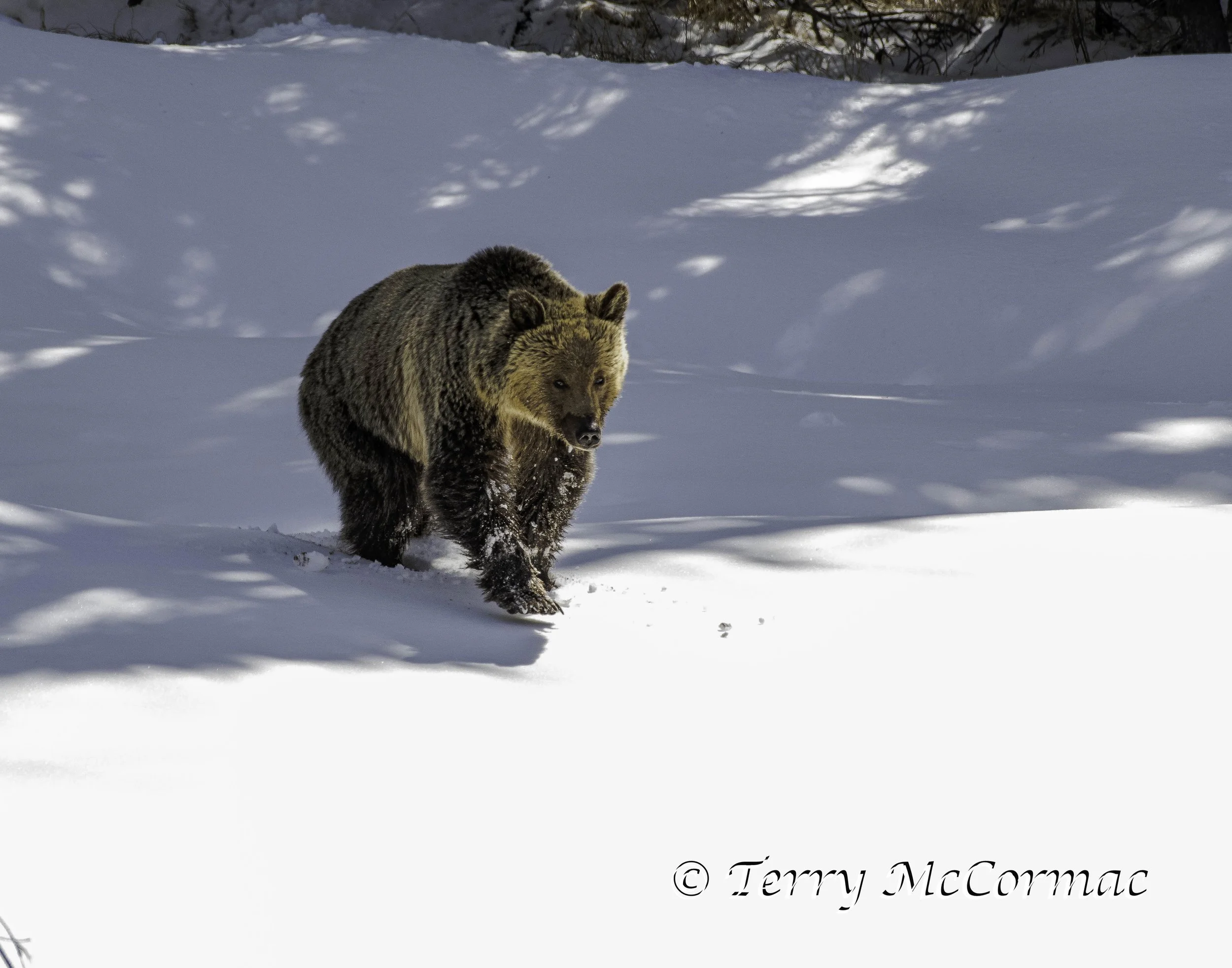 Grizzly Bear in Spring snow Yellowstone National Park, WY