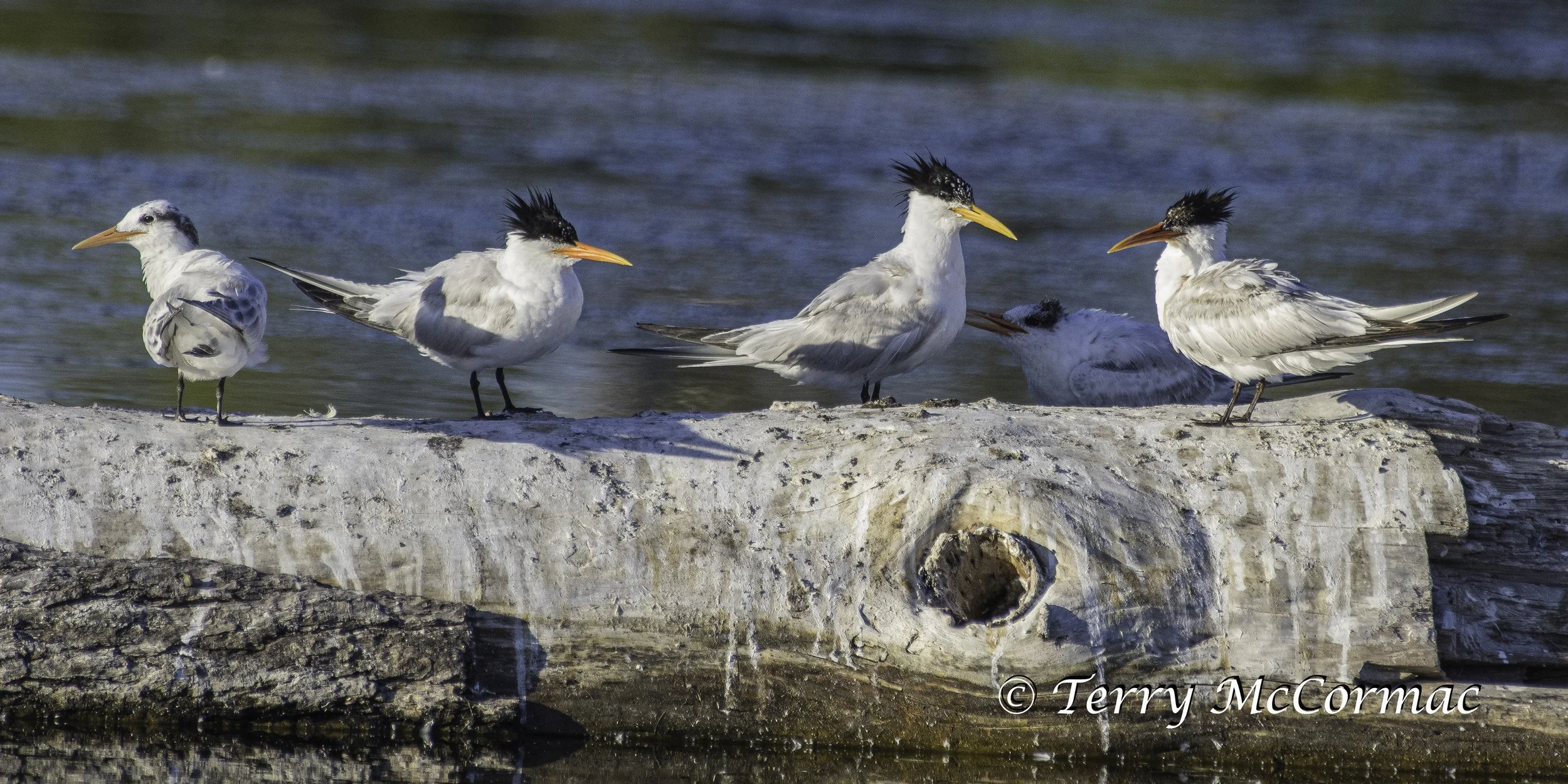  Elegant Tern