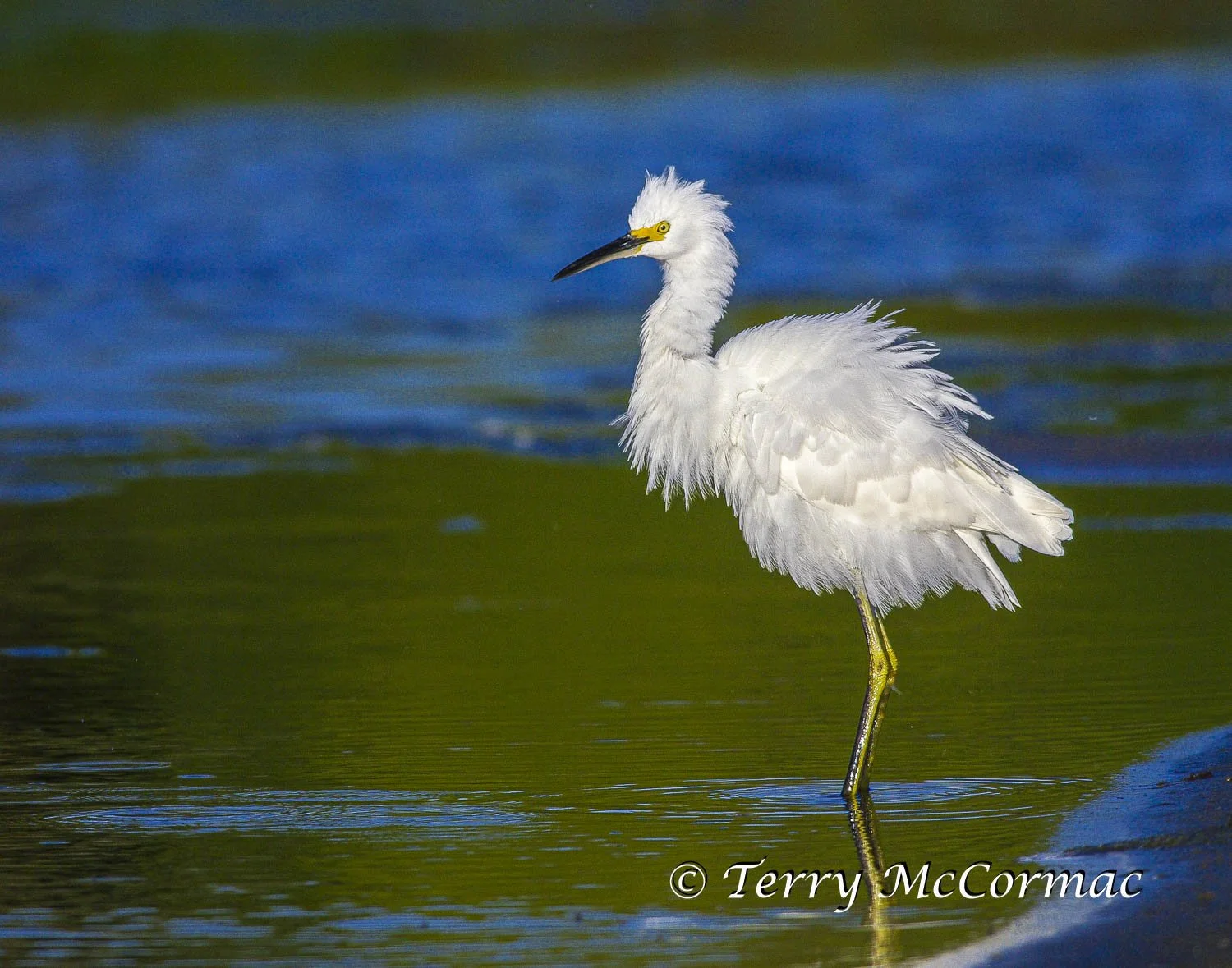 Snowy Egret , Santa Cruz, CA