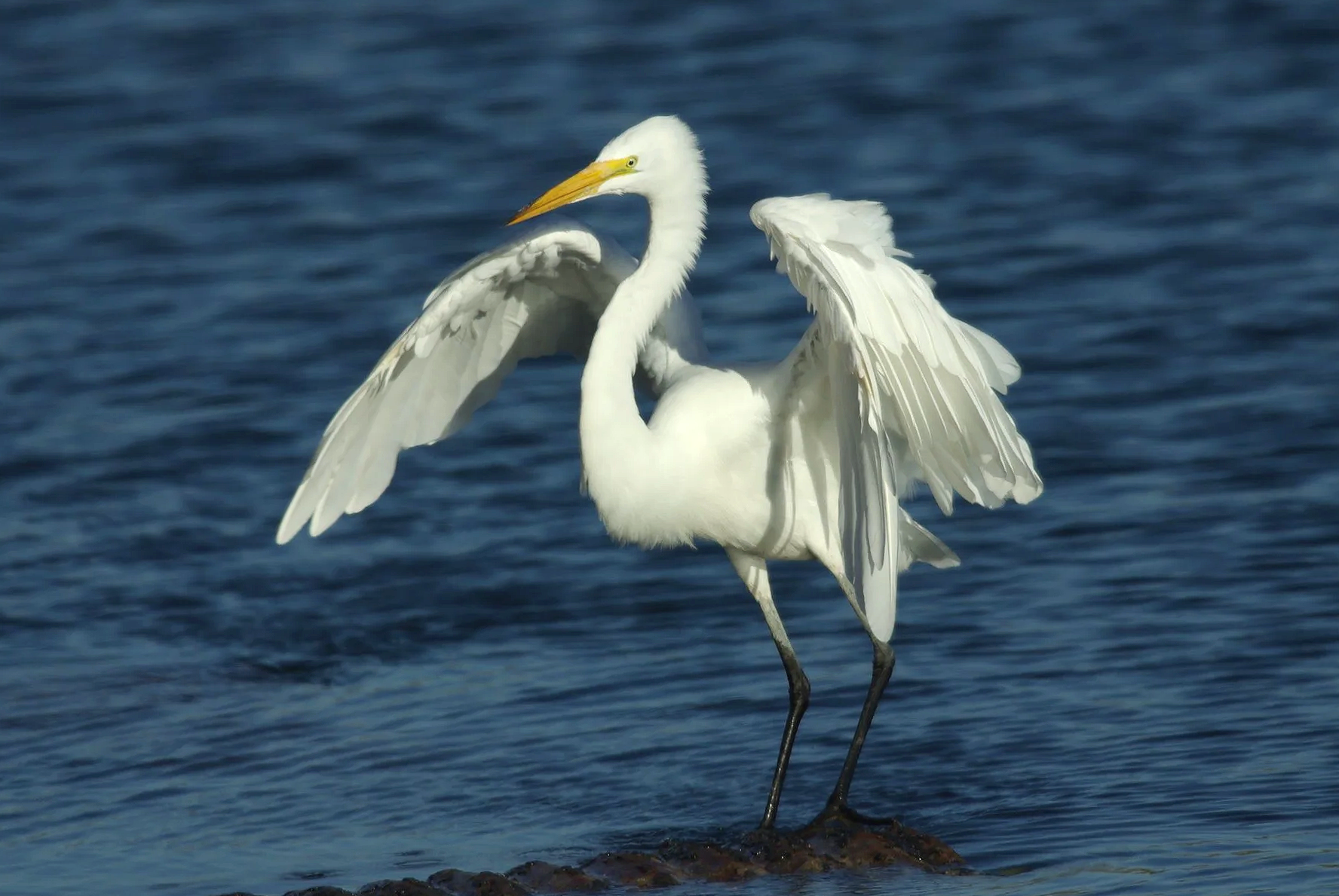 Egrets