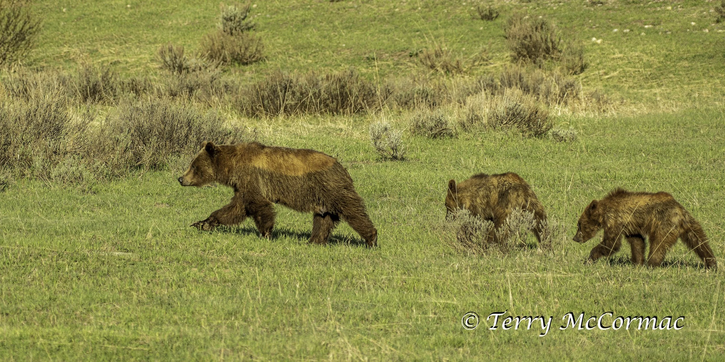 25 year old Grizzly Bear 399 With her 1 year old cubs in Grand Teton National Park, WY