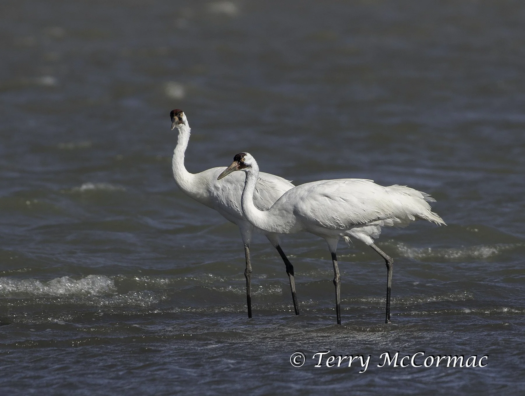 Whooping Cranes on the Gulf of Mexico