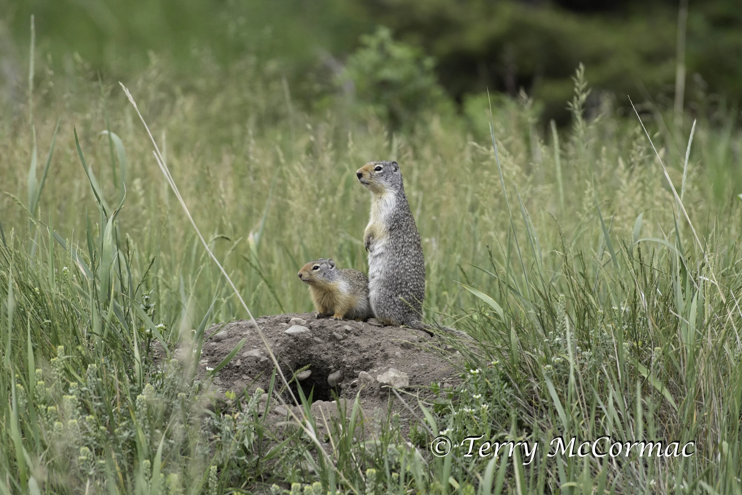 Columbian Ground Squirrel  Glacier National Park, MT