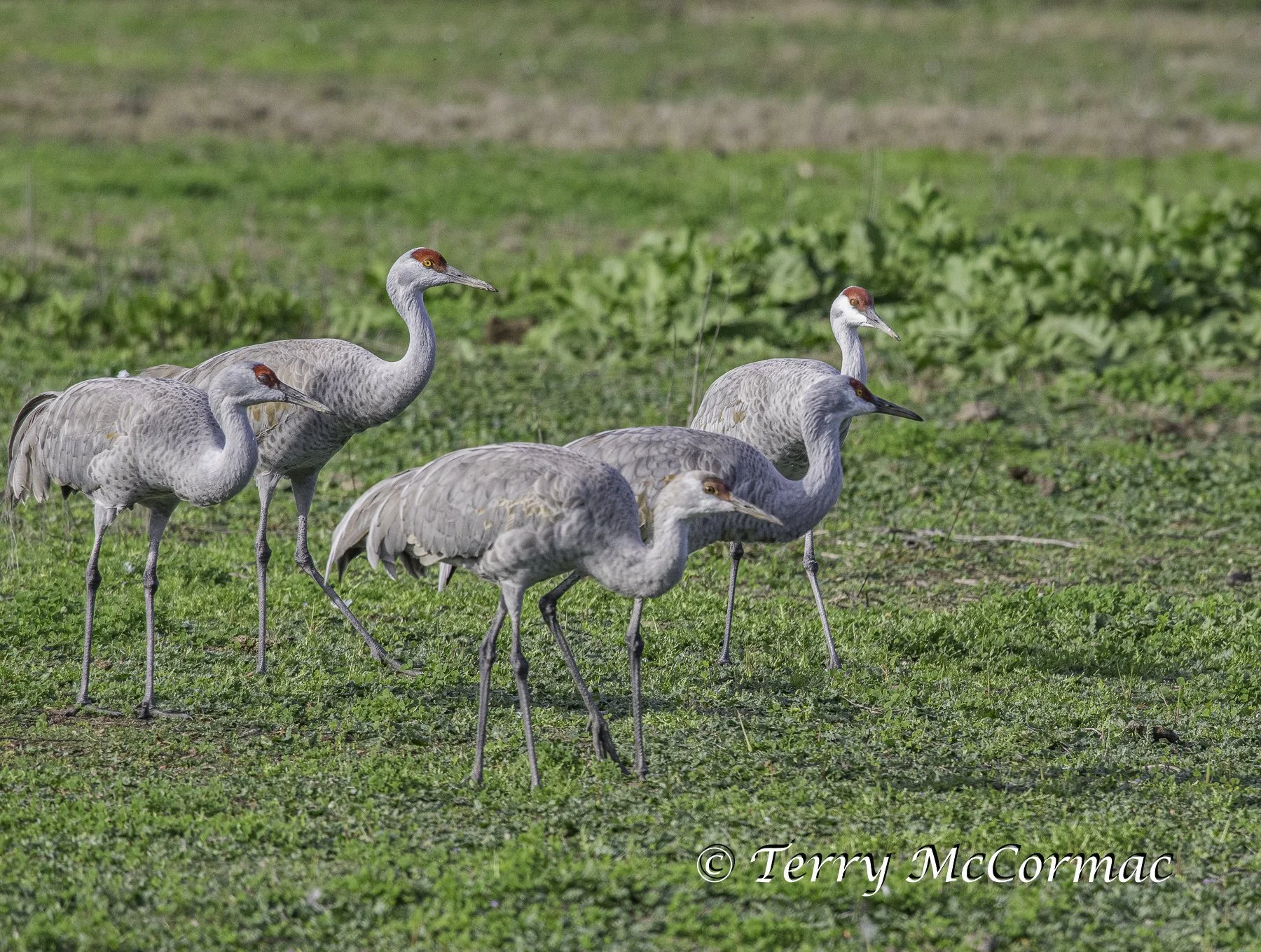 Sandhill Cranes Merced National Wildlife Refuge, CA