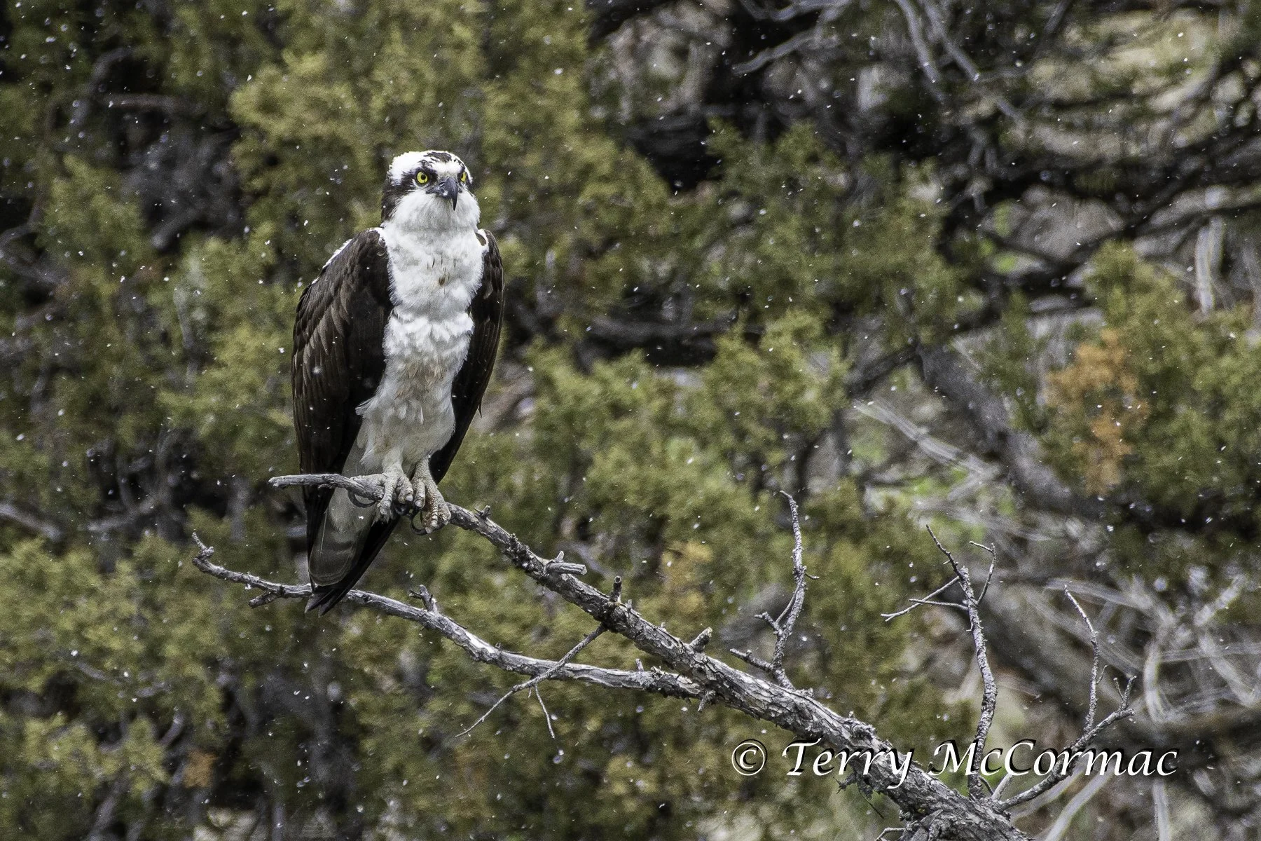 Osprey, Yellowstone National Park, WY