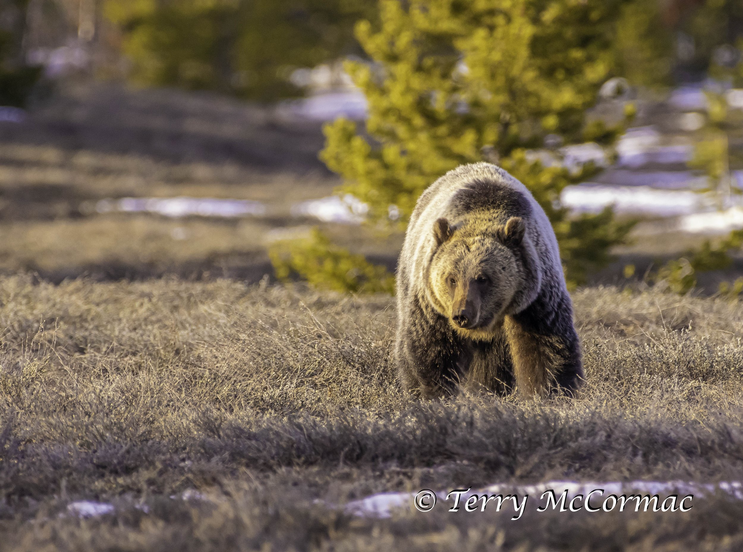 Grizzly Bear (Bonita) 4 year-old female, daughter of Blondie, Grand Teton National Park, WY