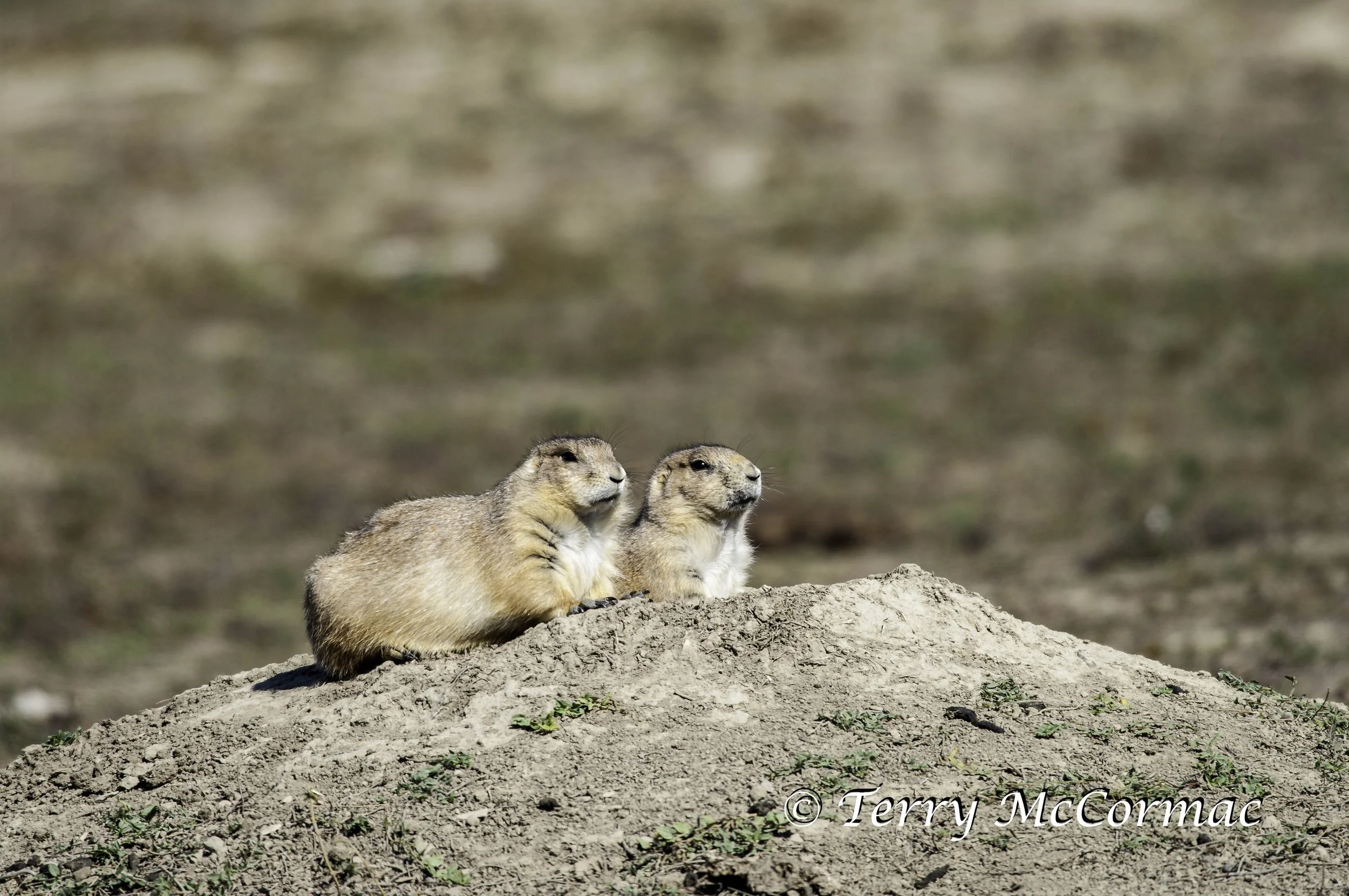 Black-Tailed Prairie Dogs (cynomys ludovicianus), Theodore Roosevelt National Park, North Dakota