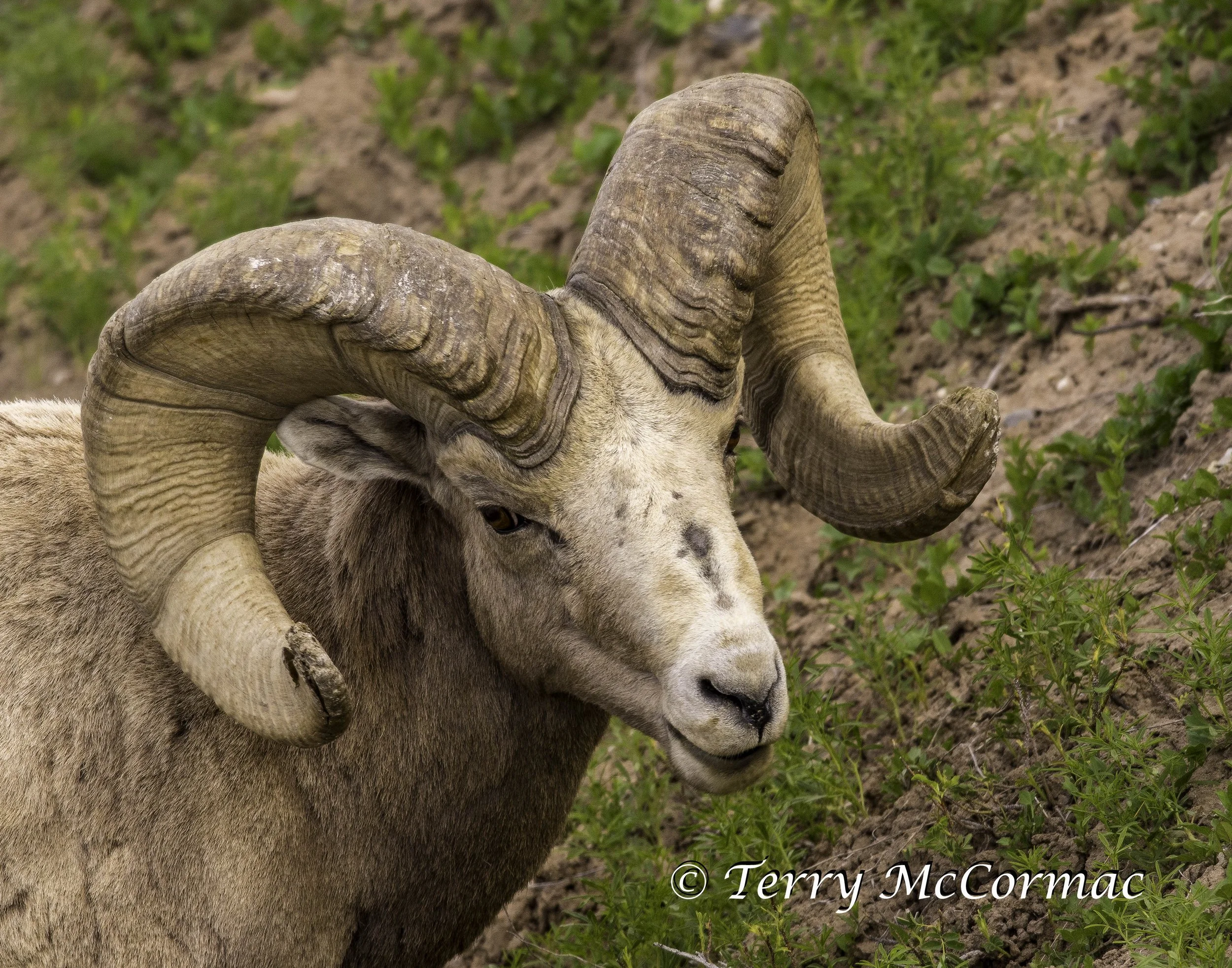 Rocky Mountain Bighorn Ram, Badlands National Park, SD