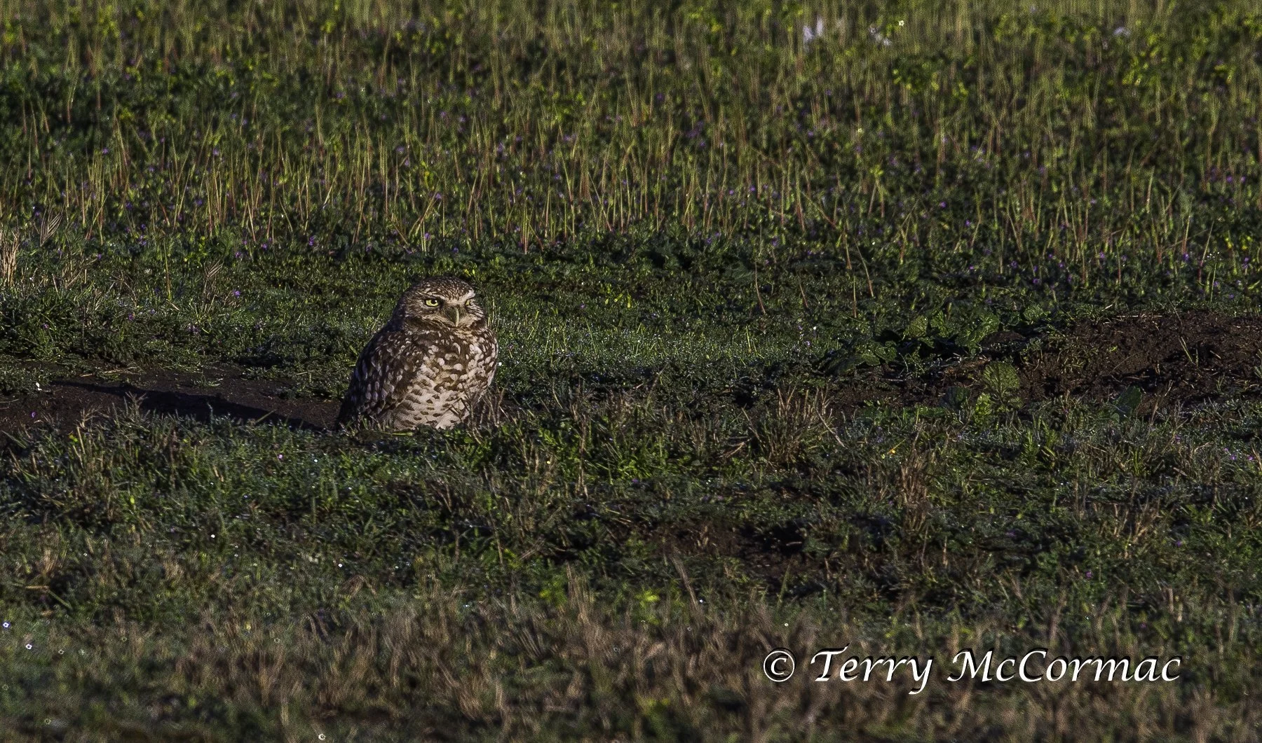 Burrowing Owl Merced National Wildlife Refuge, CA