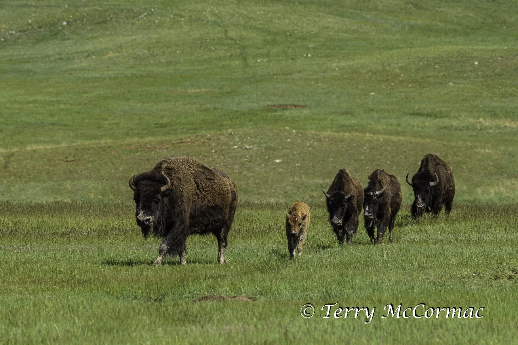 Bison on the move, Wind Cave National Park, South Dakota