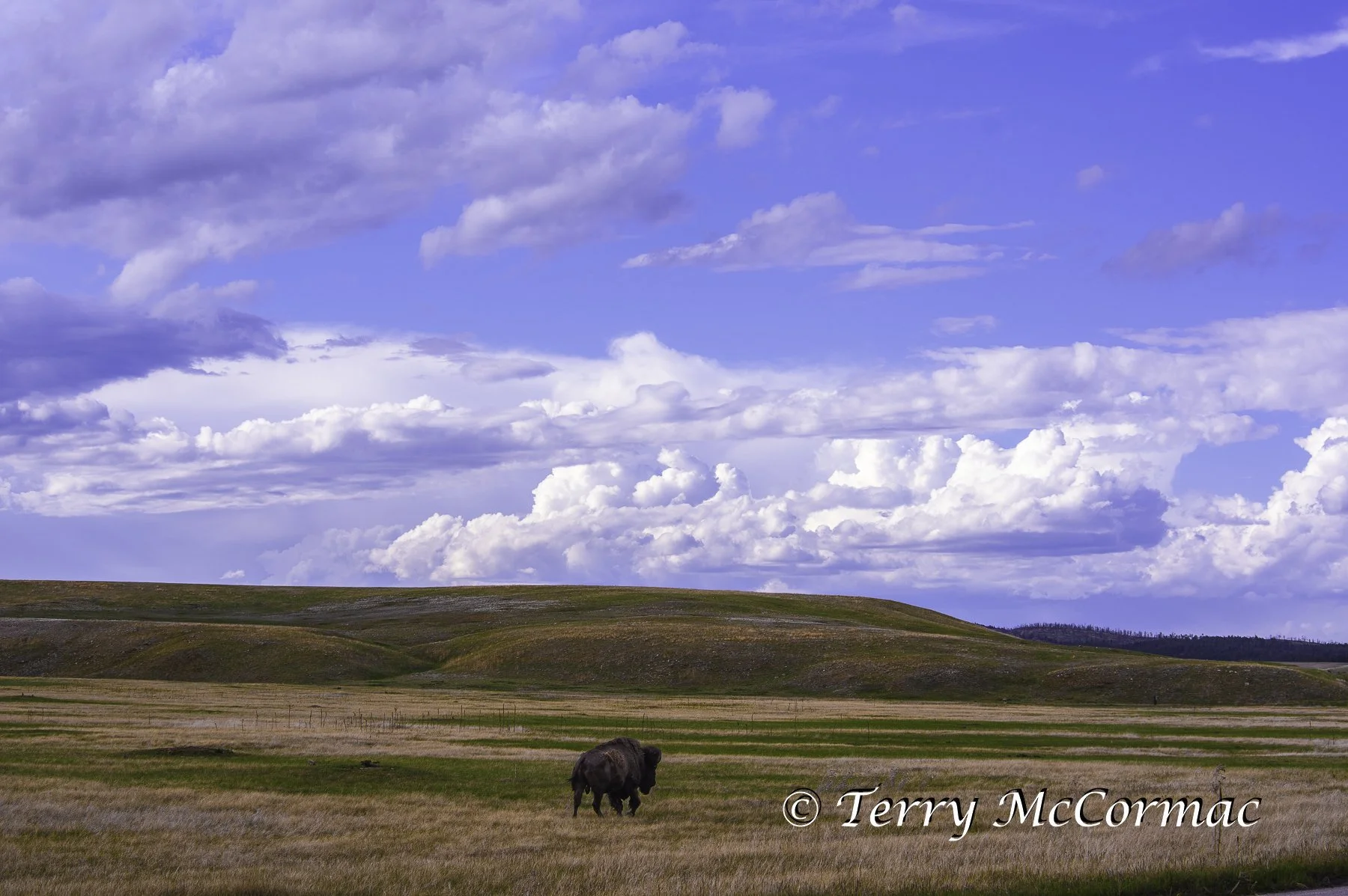 Bison   Wind Cave National Park, South Dakota