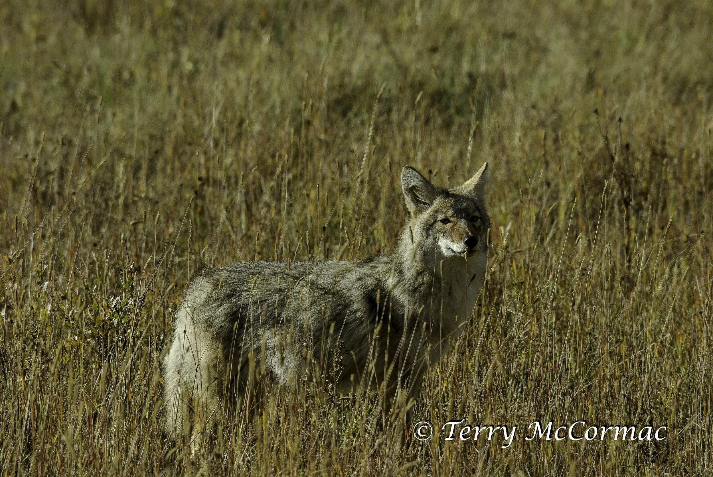 Coyote, Yellowstone National Park, Wyoming