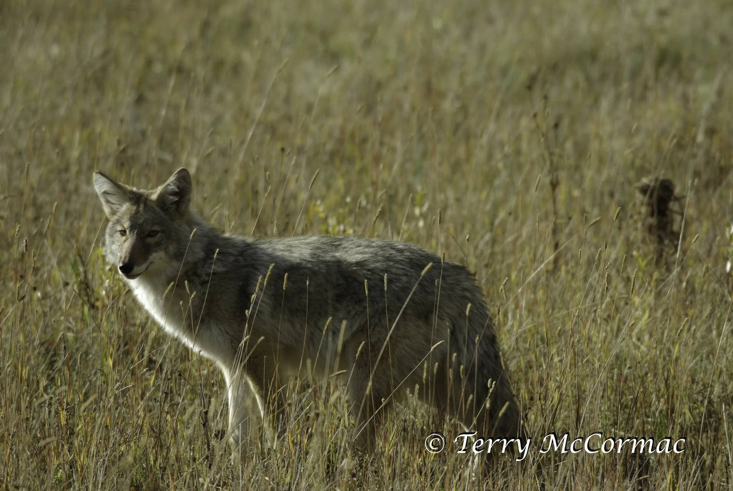 Coyote, Yellowstone National Park, Wyoming