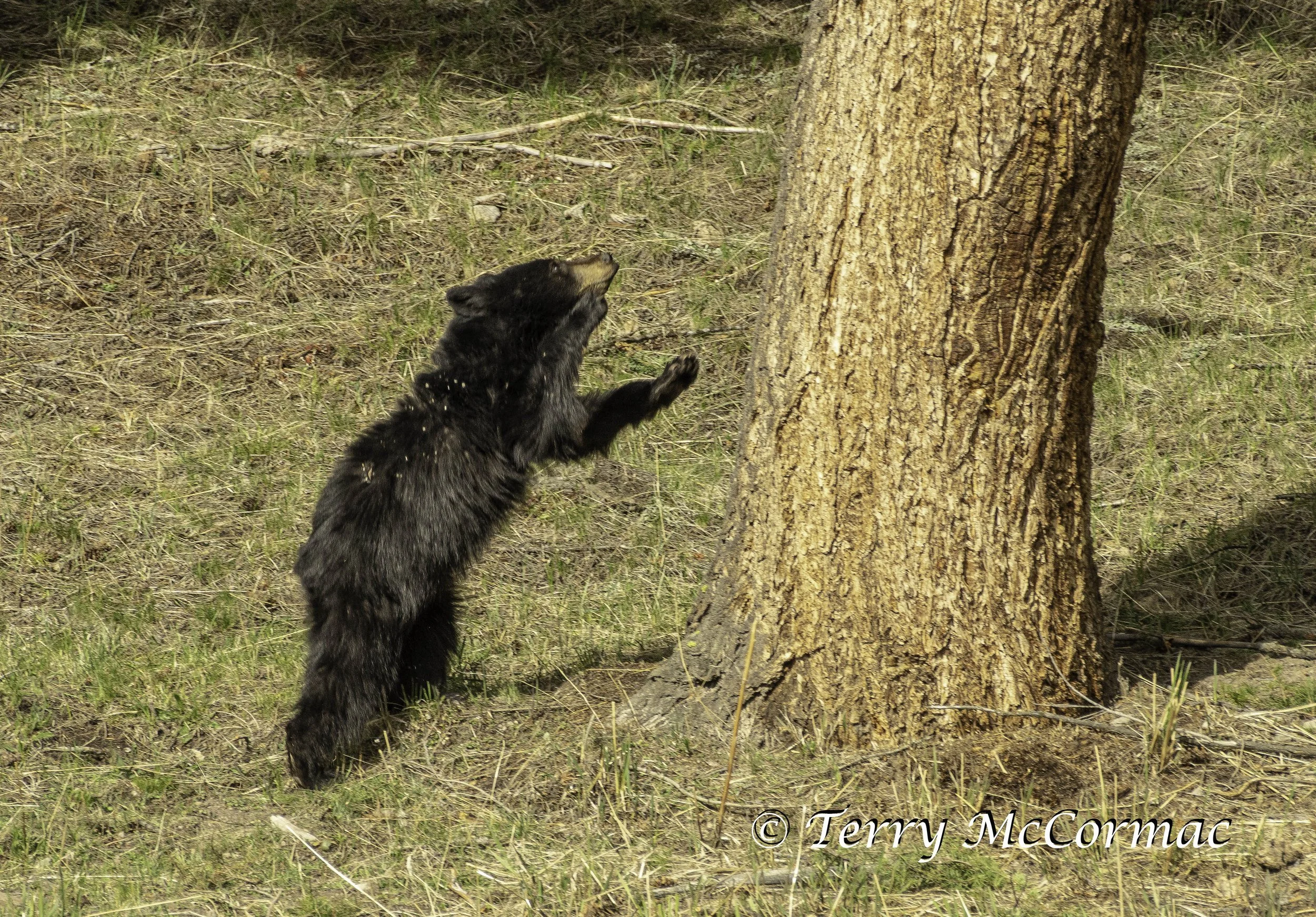 Black Bear one year old cub, Yellowstone National Park, WY
