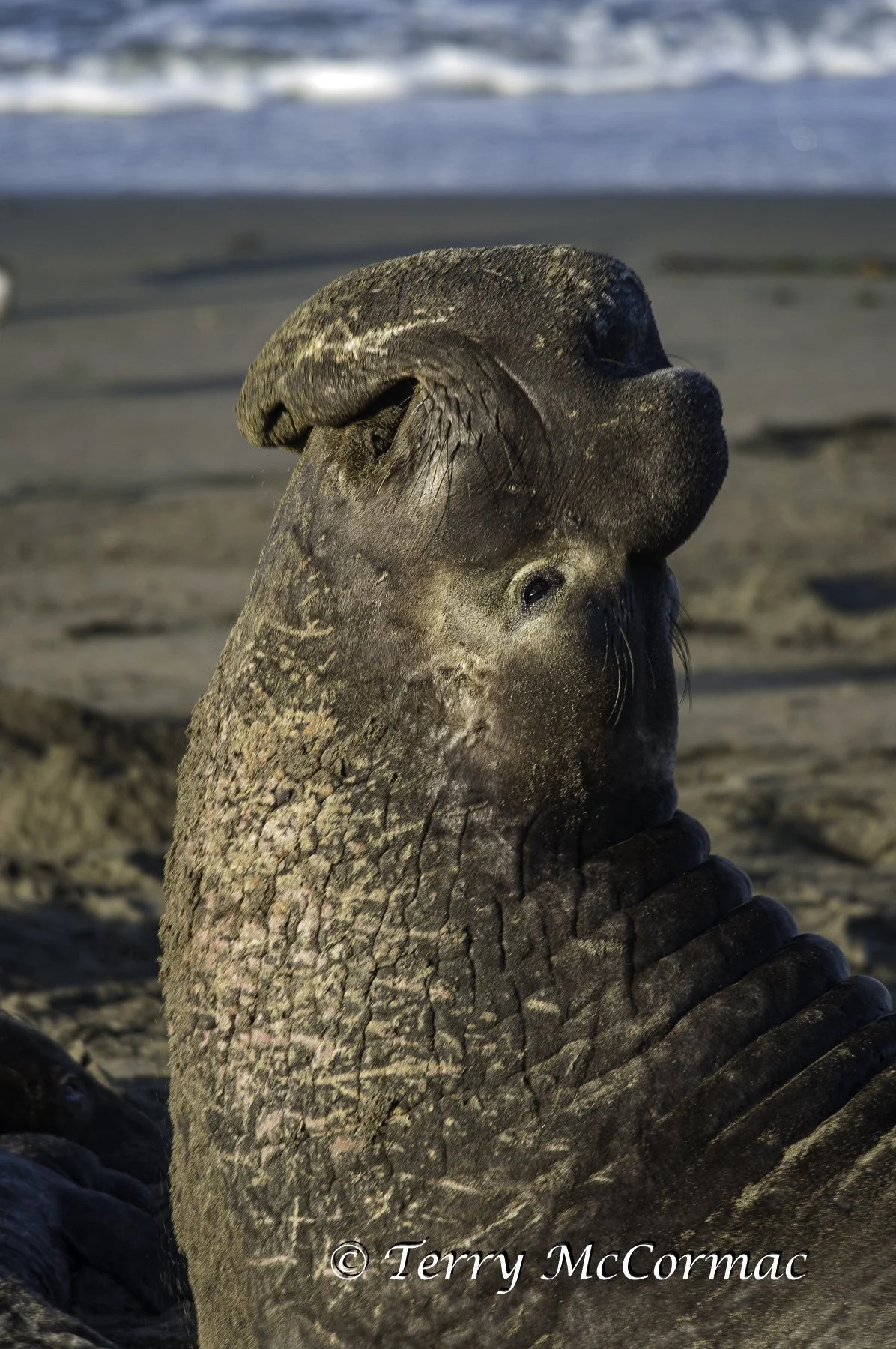 Male Northern Elephant Seal, Piedras Blancas, CA