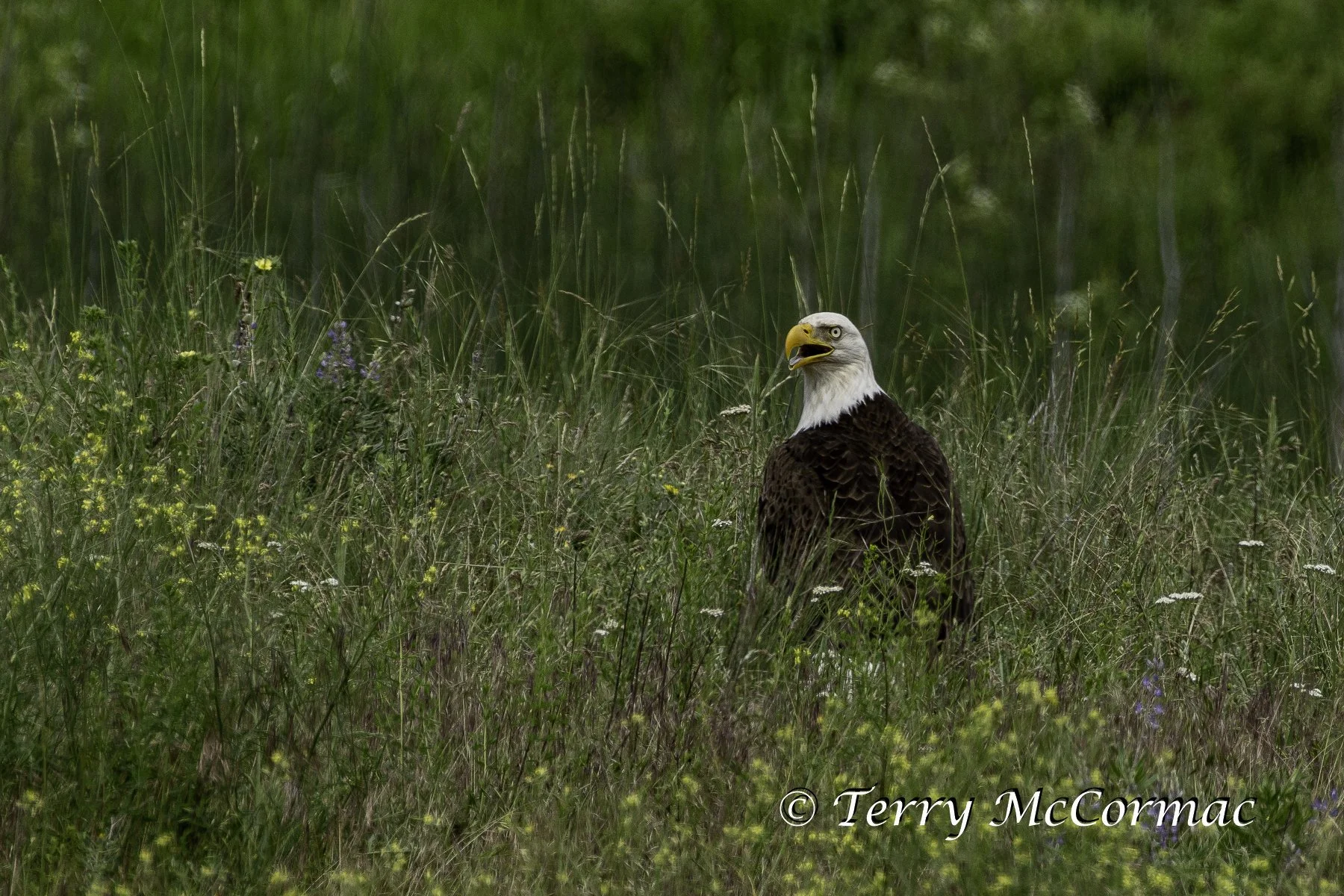 Bald Eagle, The Bison Range, Montana