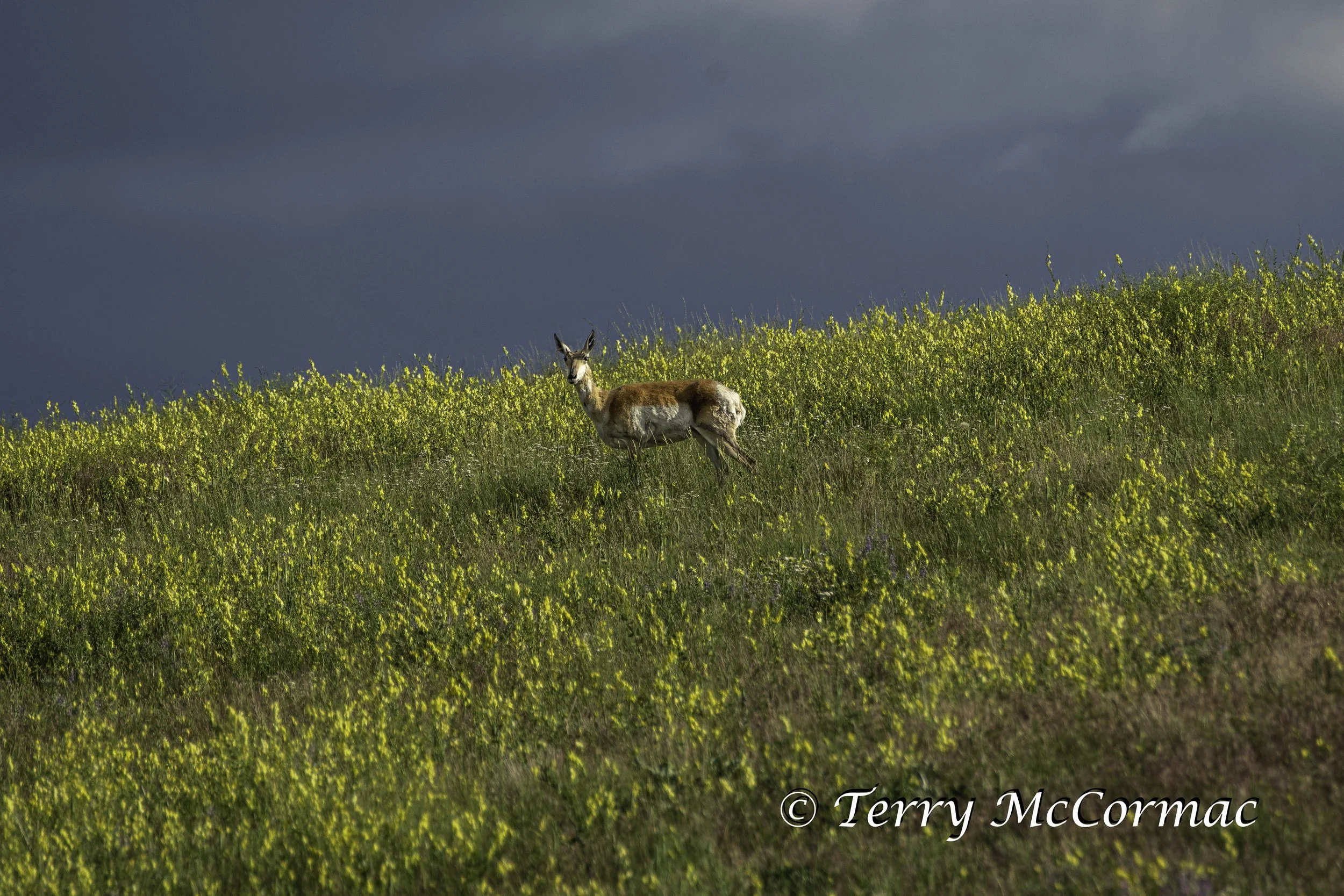 Spring Pronghorn Antelope, National Bison Range, Montana
