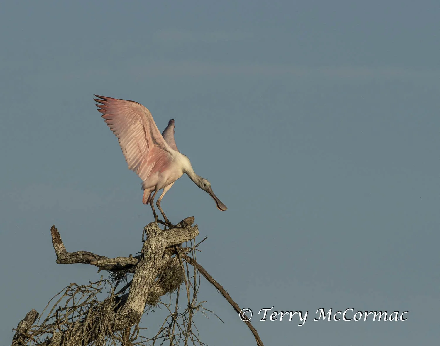 Roseate Spoonbill  Aransas National Wildlife Refuge, Texas