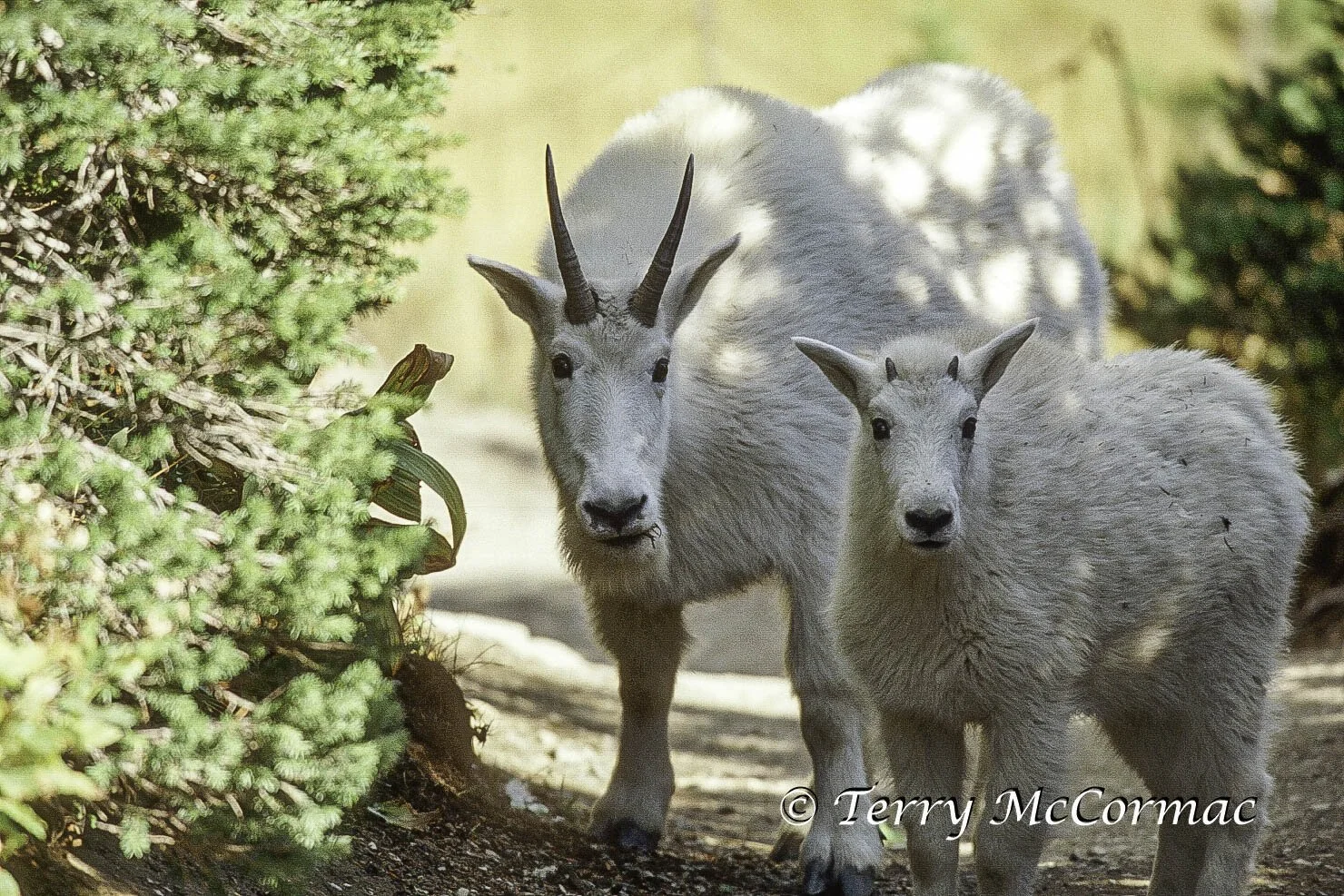 Mountian Goat, Glacier National Park, Montana