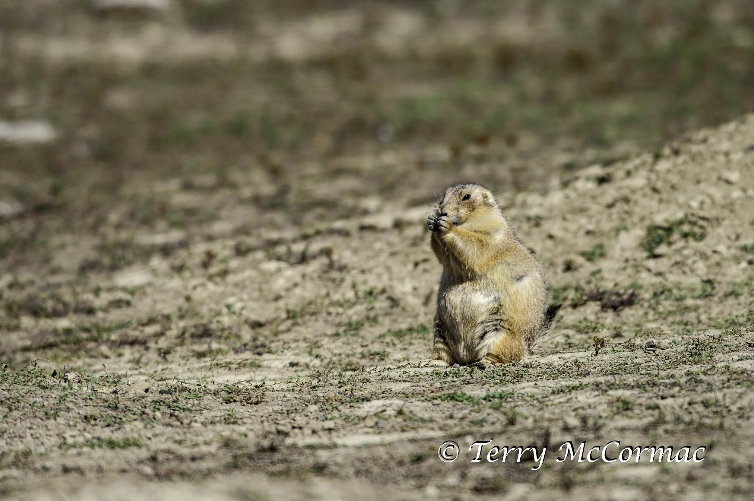 Black-Tailed Prairie Dog(cynomys ludovicianus), Theodore Roosevelt National Park, North Dakota