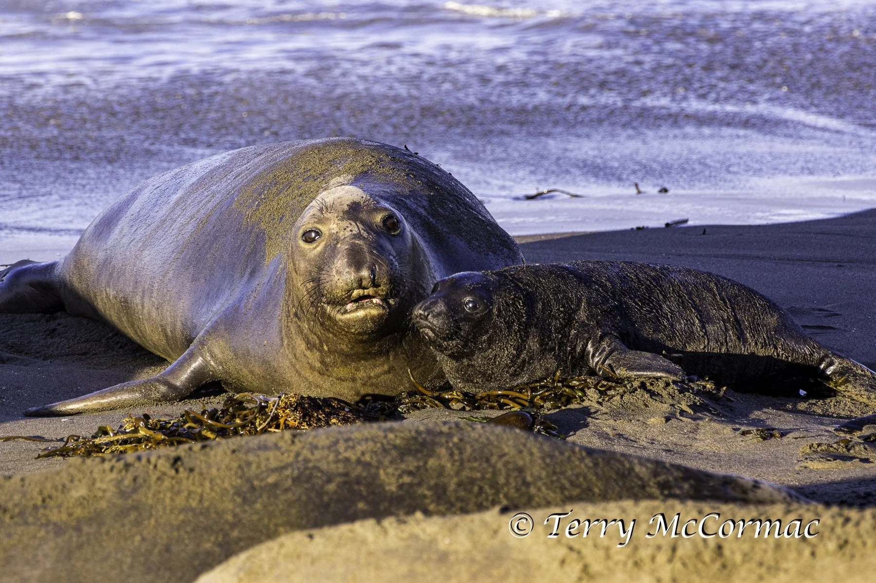 Male Northern Elephant Seal, Piedras Blancas, CA