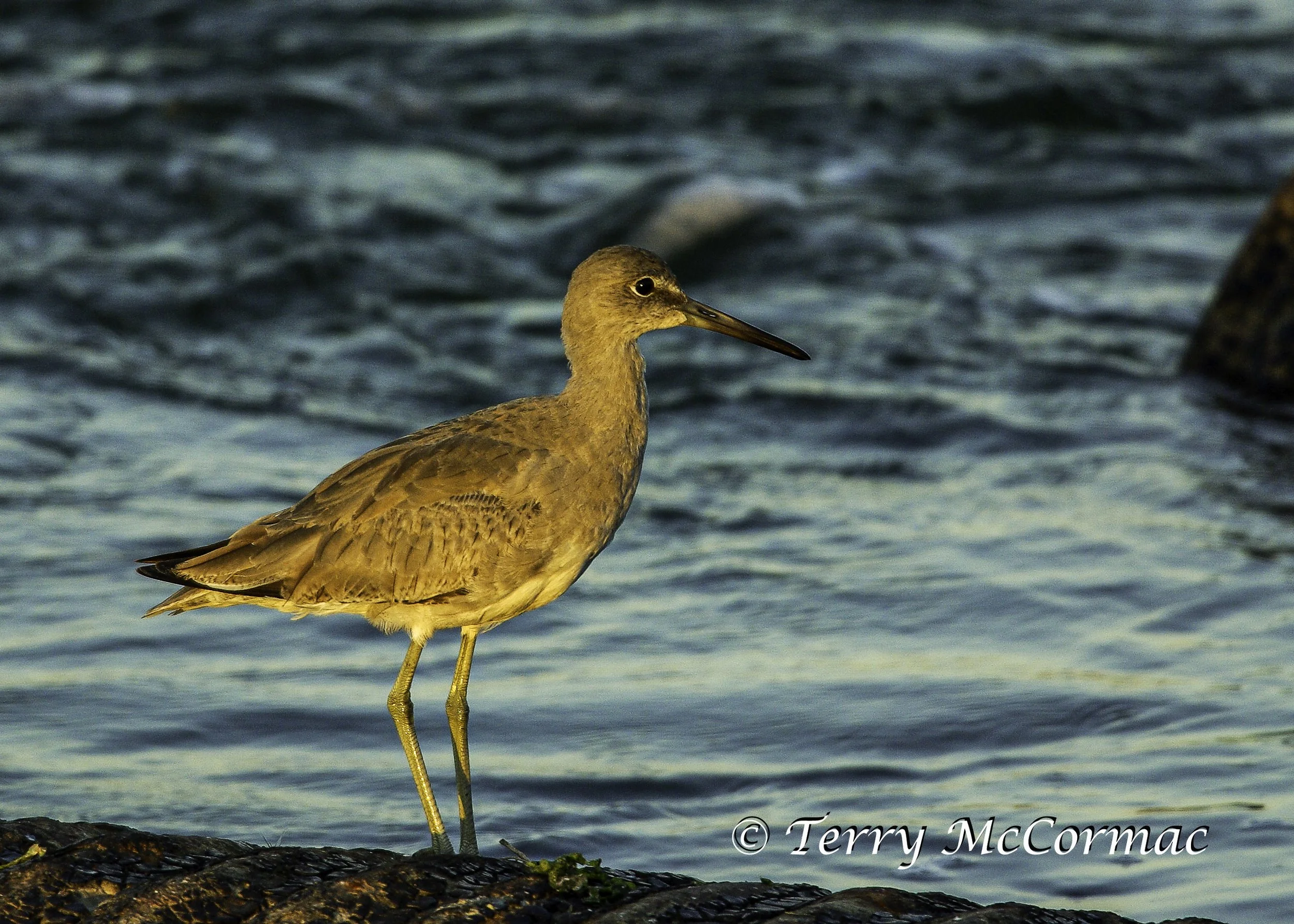 Willet