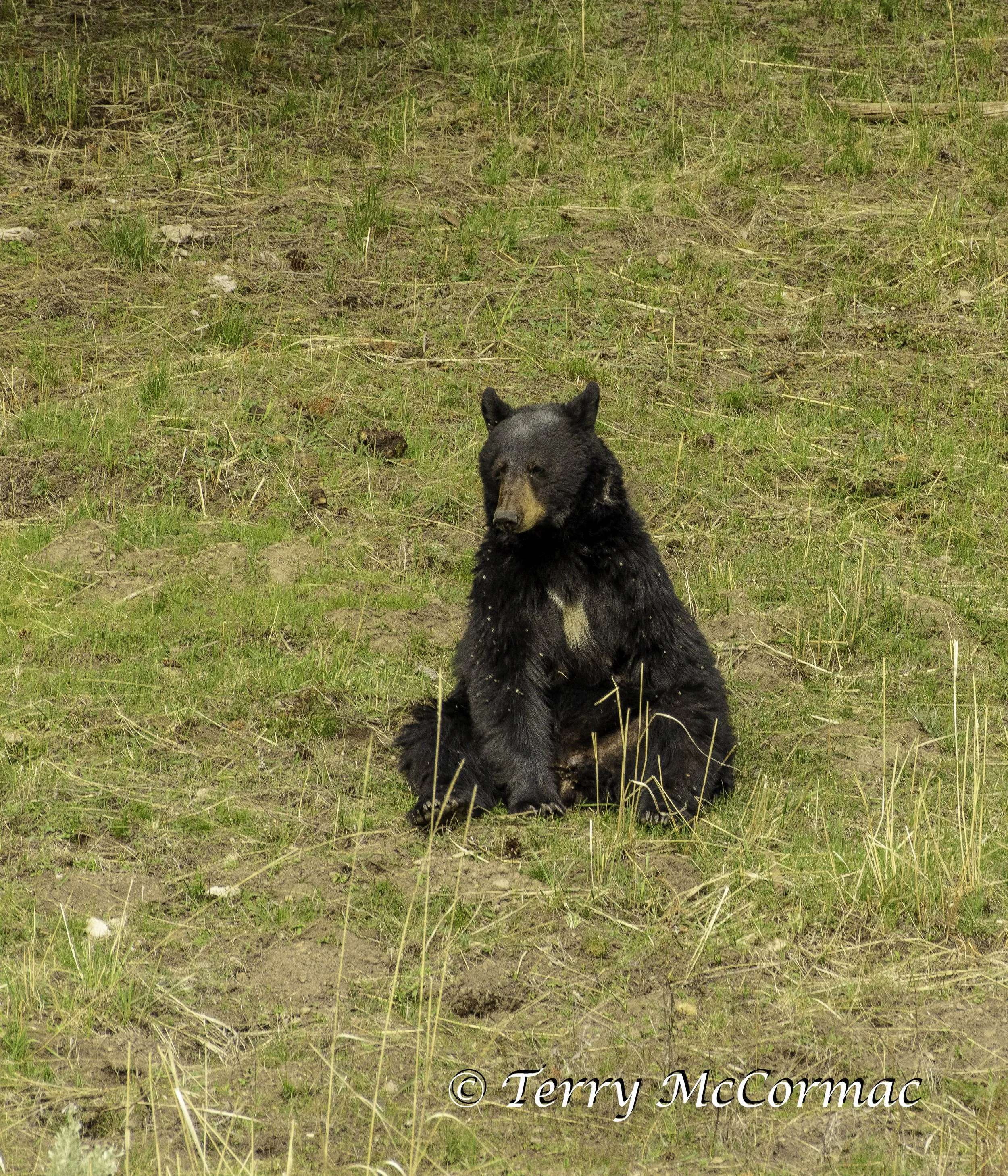 Female Black Bear Yellowstone National Park, WY
