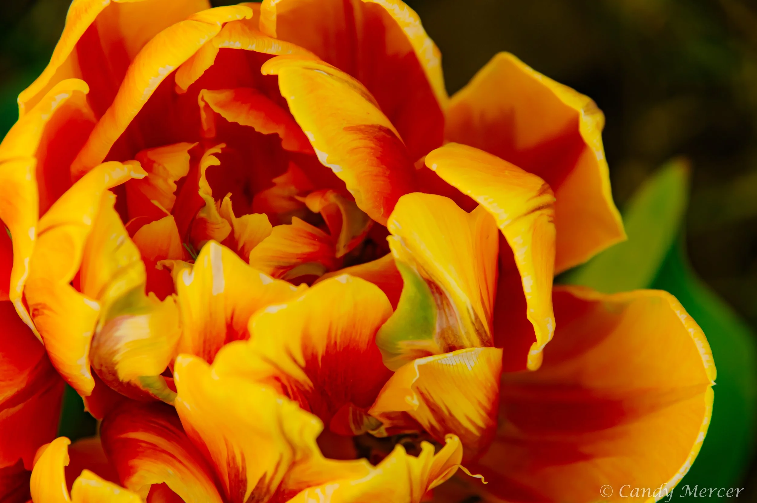 close up Tulip