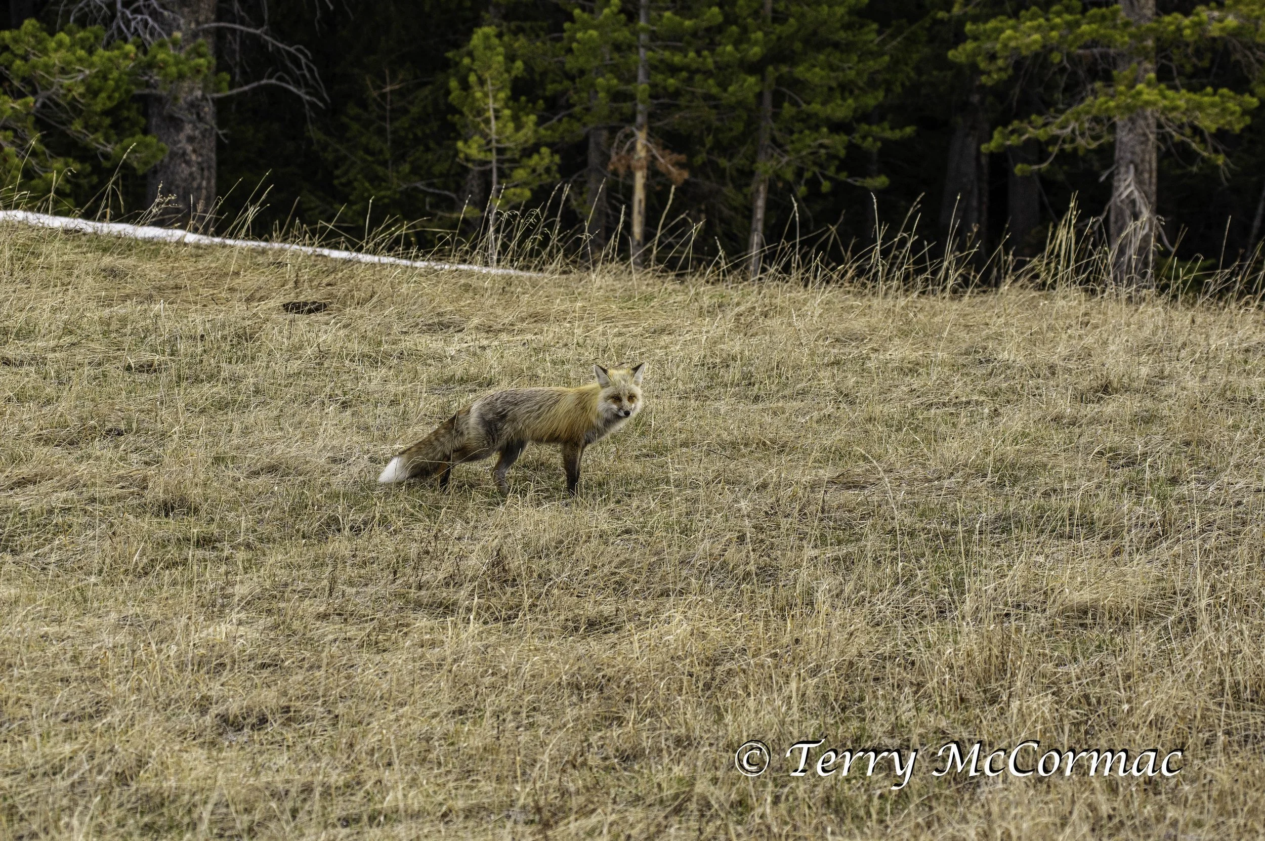Red Fox Yellowstone National Park, WY