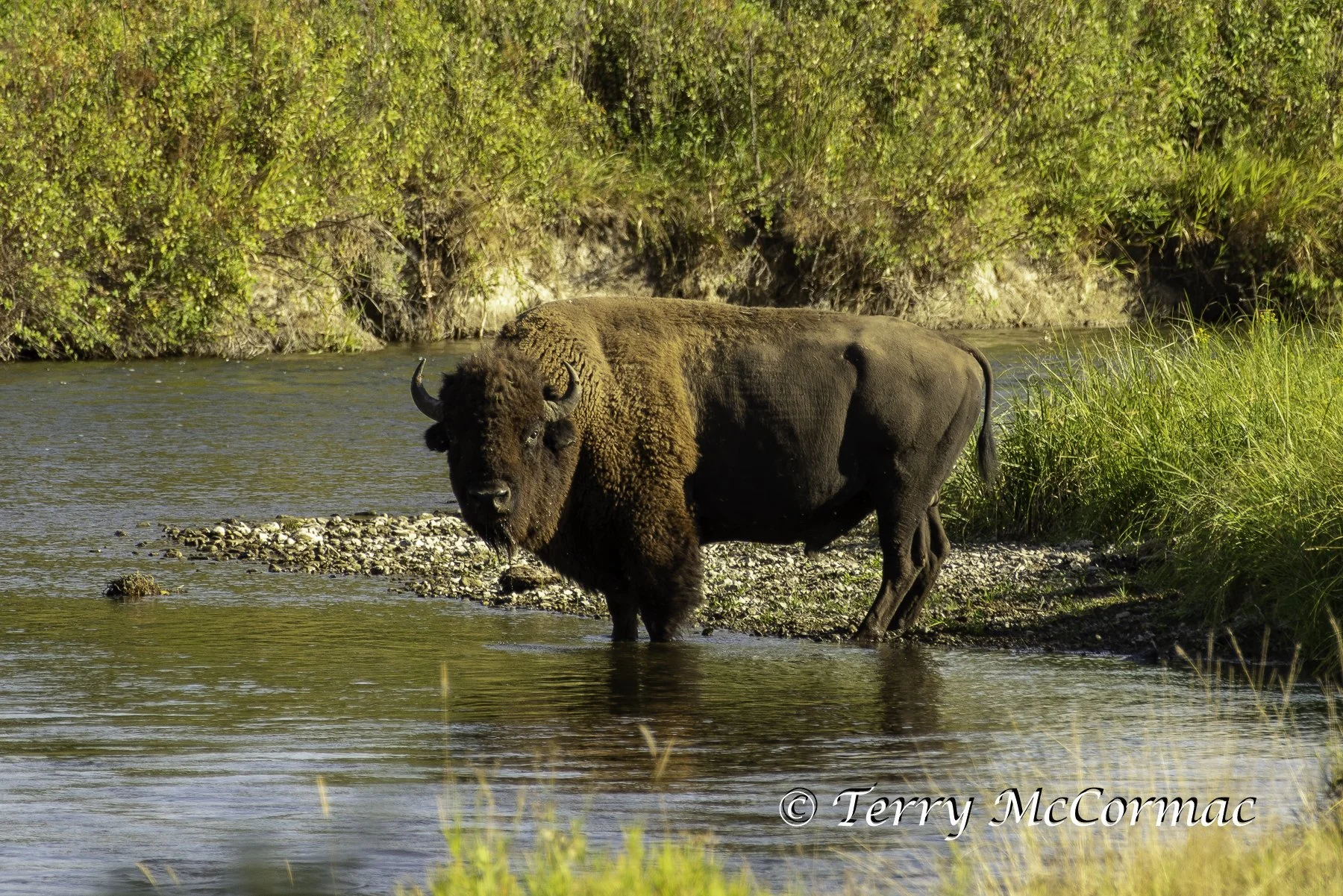 Bison, National Bison Range, Montana