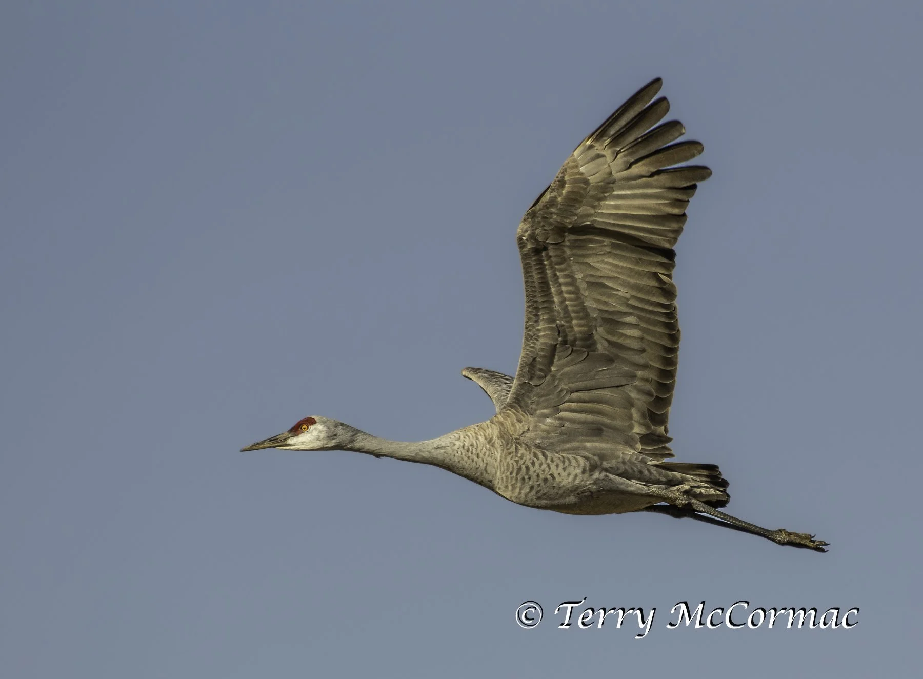 Sandhill Crane at Barker Ranch, Richland, WA