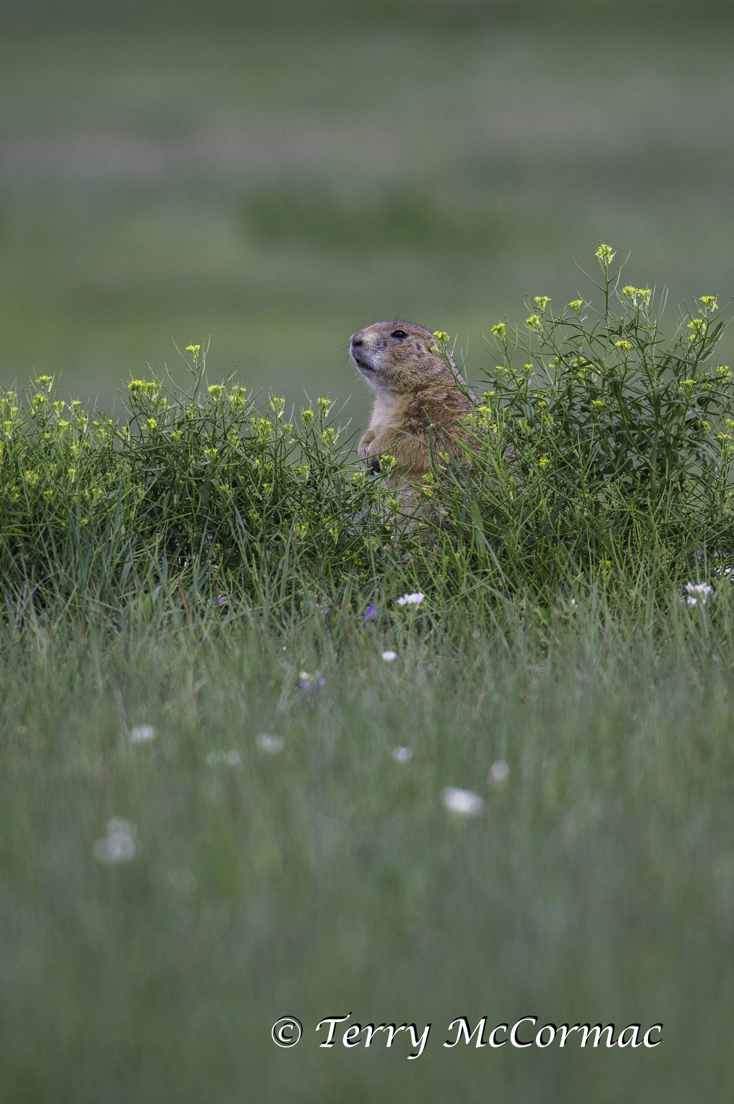 Black-Tailed Prairie Dog among wild flowers Badlands National Park. South Dakota