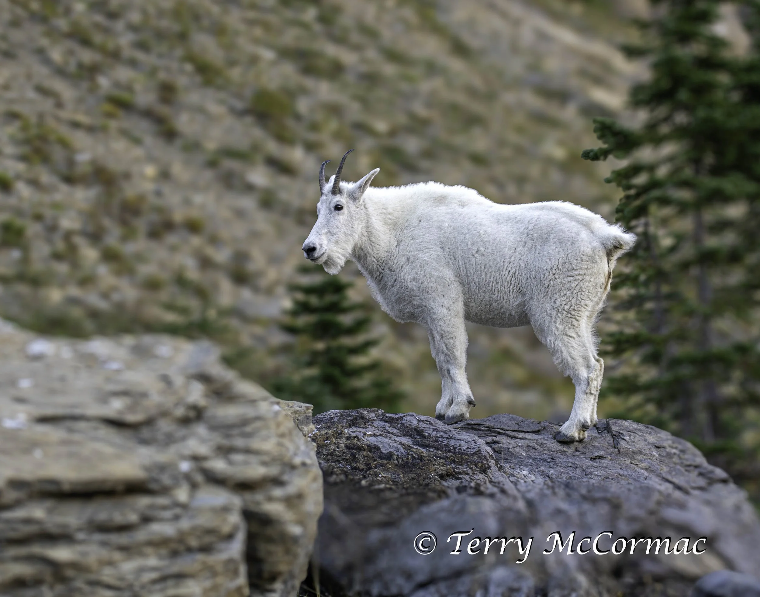 Mountian Goat, Glacier National Park, Montana