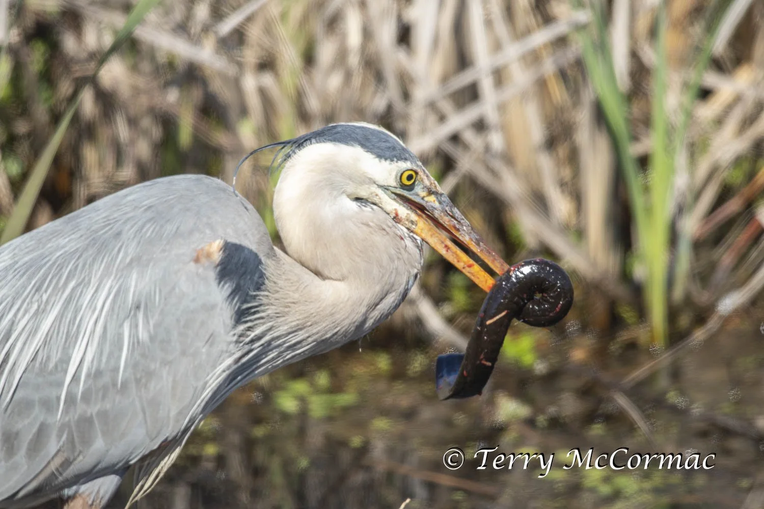 Great Blue Heron Sabine National Wildlife Refuge, Louisiana