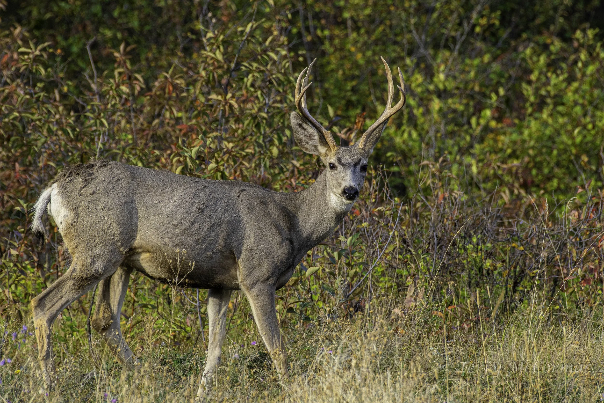 Mule Deer, The Bison Range 