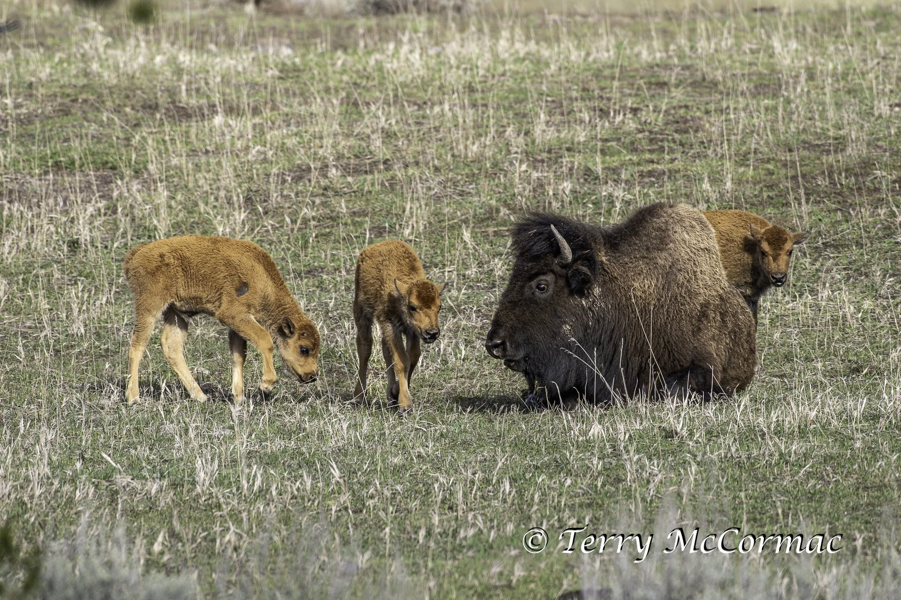 Bison Mother with young (Red Dogs), Yellowstone national Park, WY