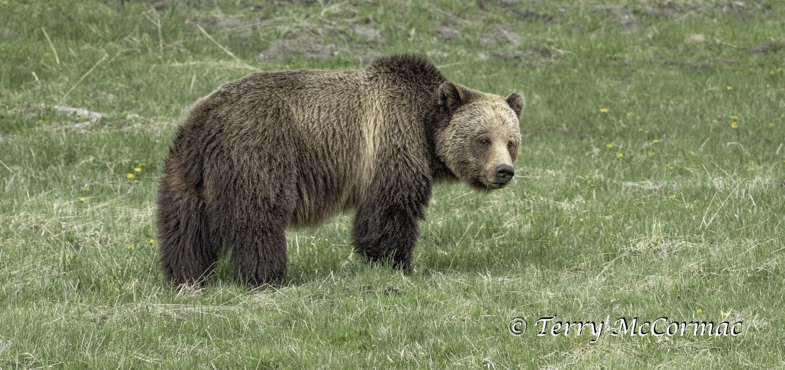 Grizzly Bear, Yellowstone National Park