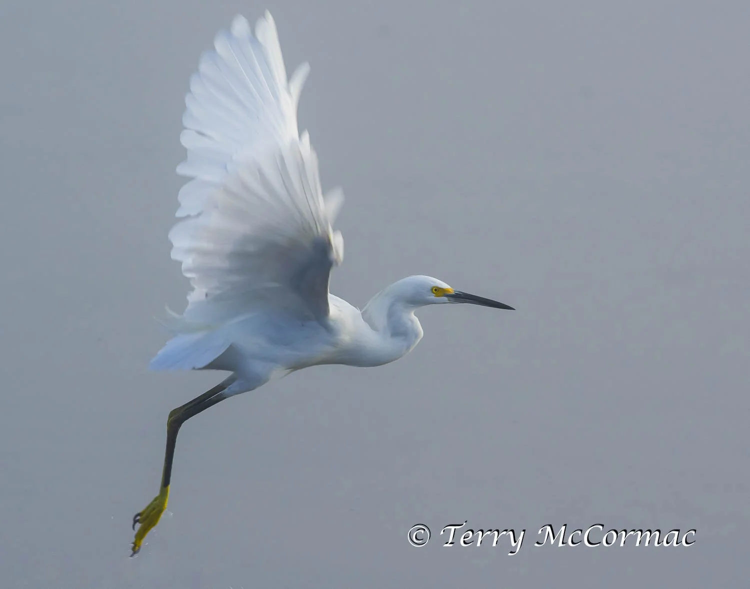 Snowy Egret Elkhorn Slough, Moss Landing, CA