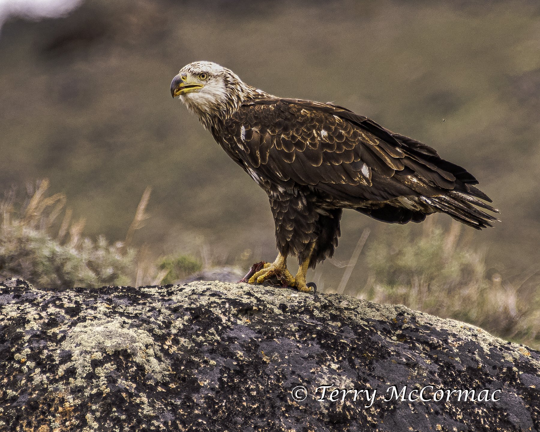 Young Bald Eagle, Yellowstone National Park, WY