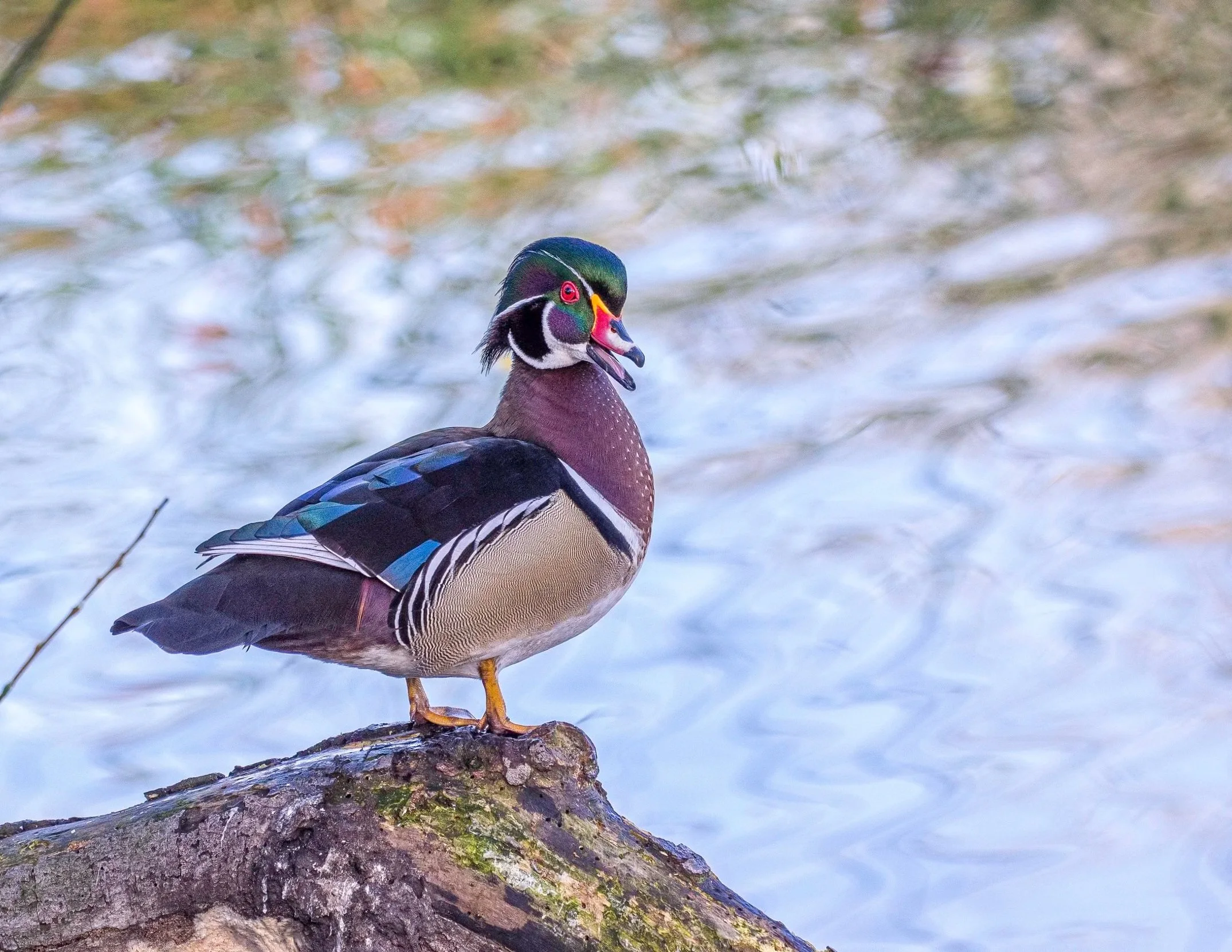 Waterbirds & Near Shorebirds
